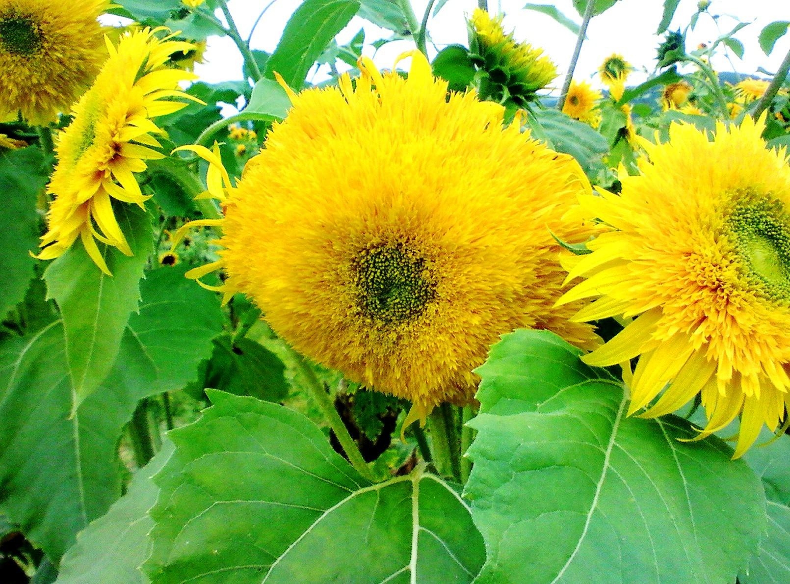 Laden Sie das Hell, Blumen, Sommer, Sonnenblumen-Bild kostenlos auf Ihren PC-Desktop herunter