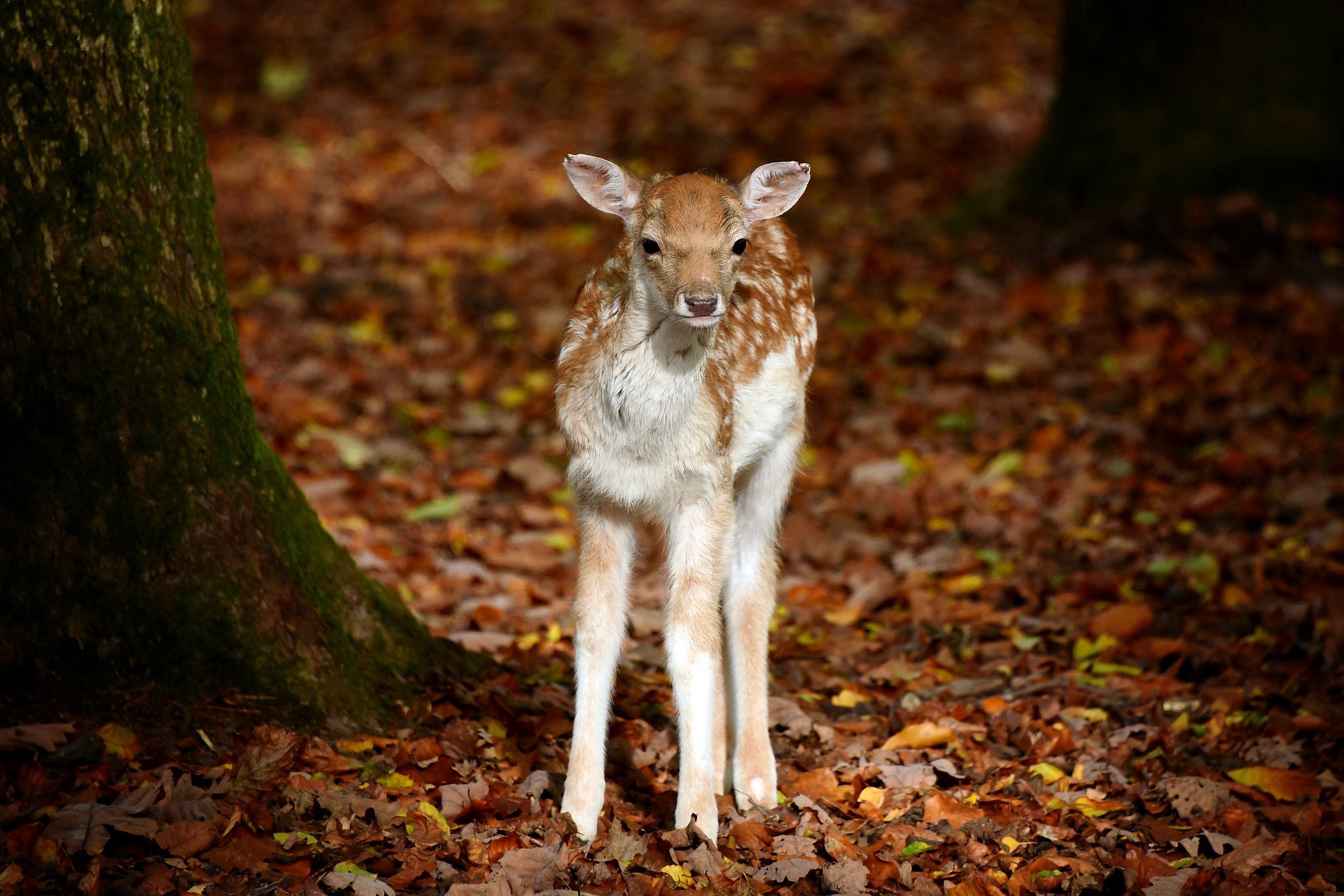 無料モバイル壁紙動物, 秋, 鹿, 赤ちゃん動物をダウンロードします。