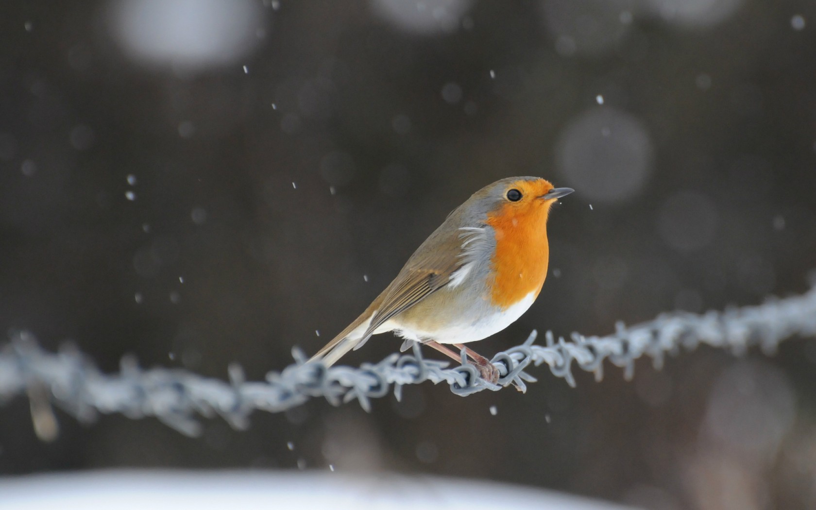 Descarga gratuita de fondo de pantalla para móvil de Ave, Aves, Animales.