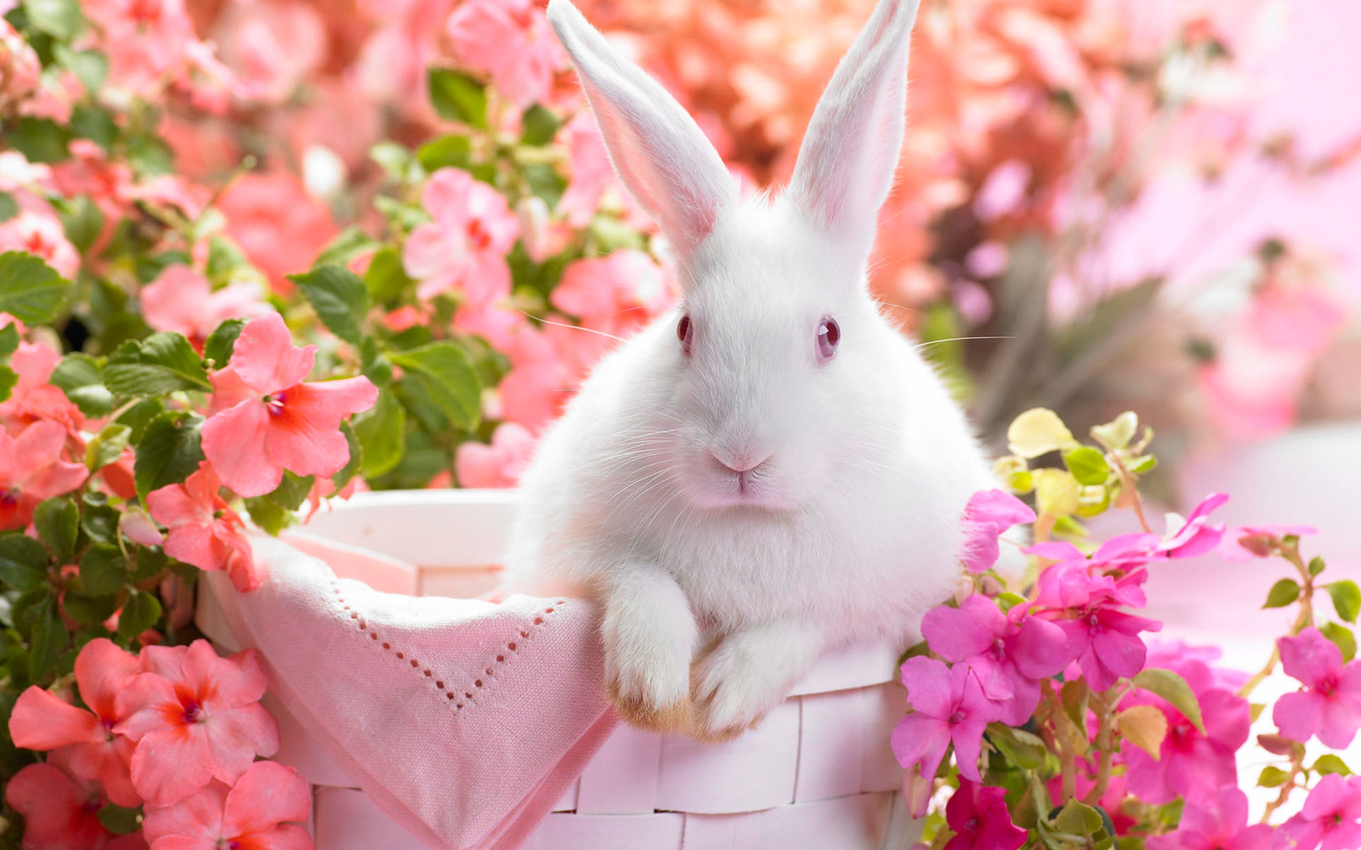 532398 завантажити картинку тварина, милий, зайчик, квітка, рожевий, кролик - шпалери і заставки безкоштовно