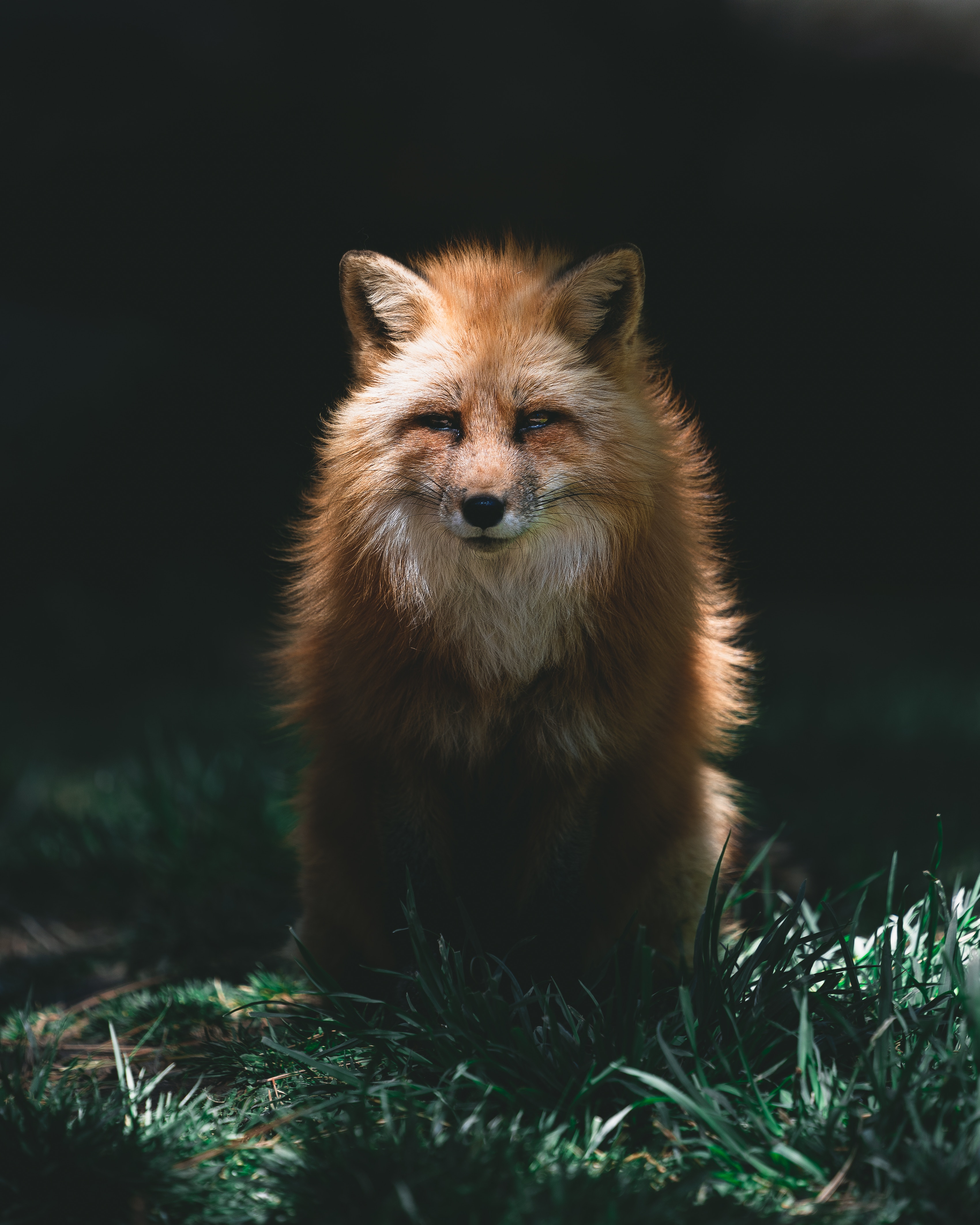 fox, red, animals, predator, sight, opinion, animal, redhead 5K