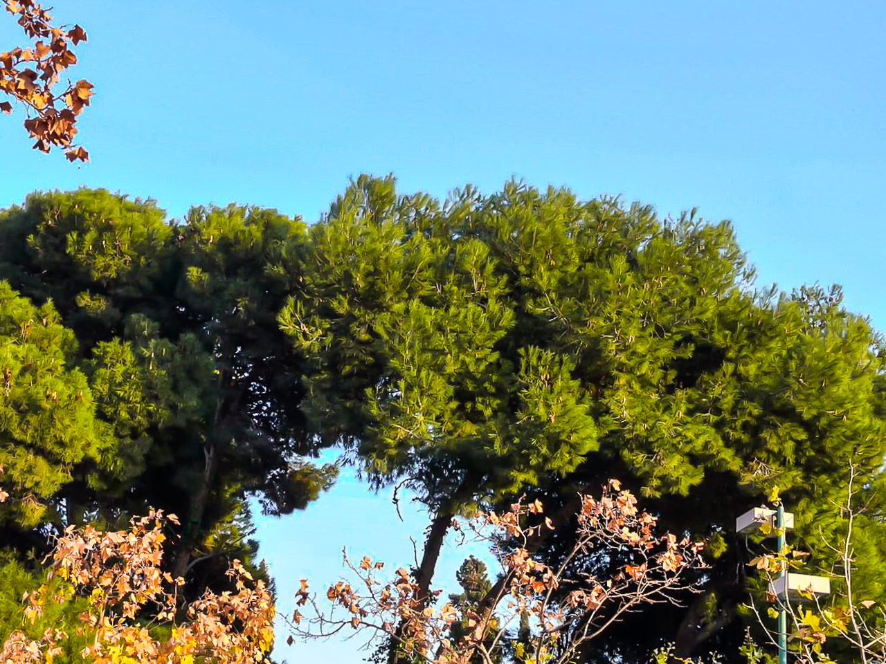 Téléchargez des papiers peints mobile Arbre, Terre/nature gratuitement.