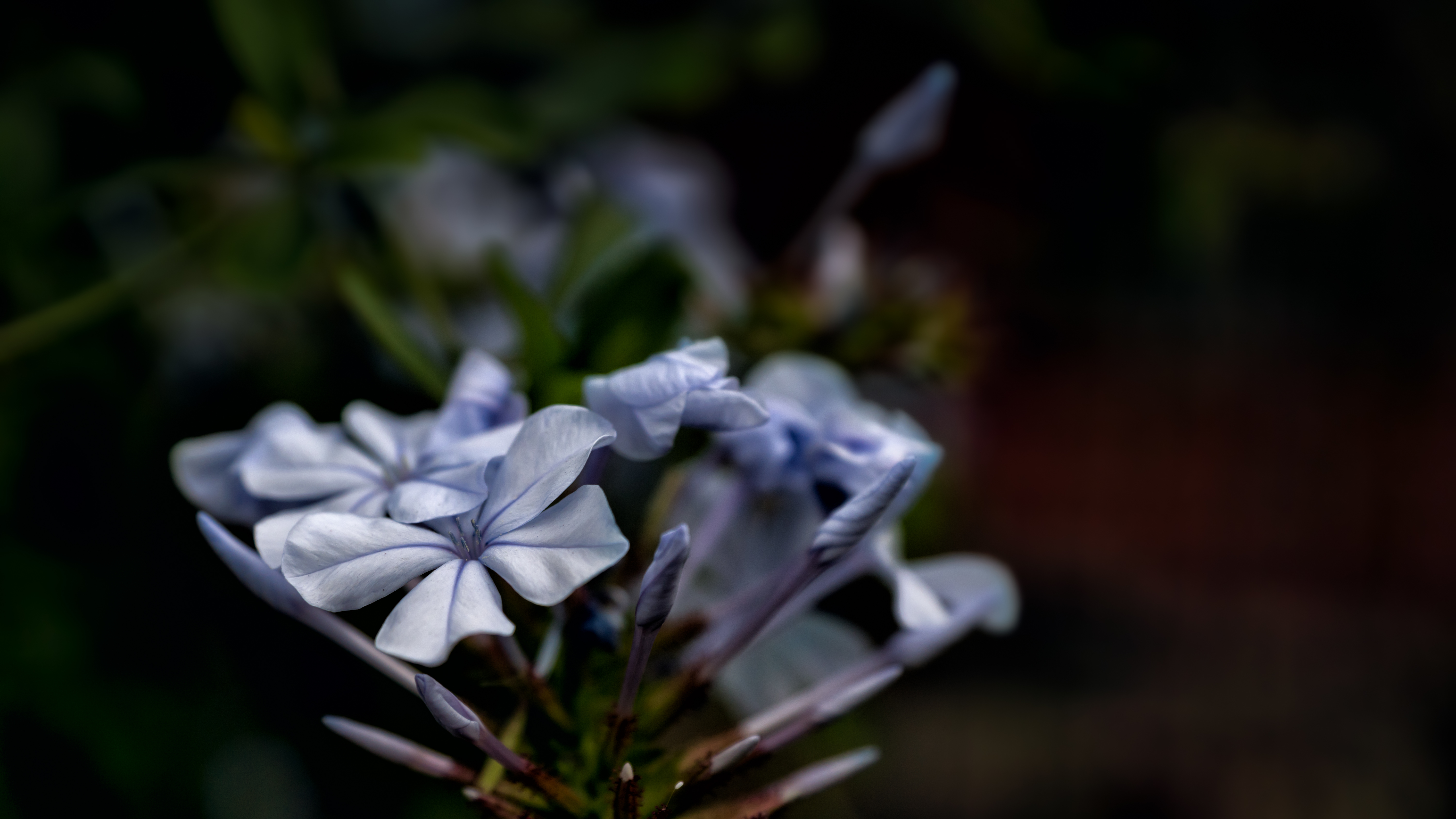 Free download wallpaper Flowers, Flower, Macro, Blur, Earth on your PC desktop