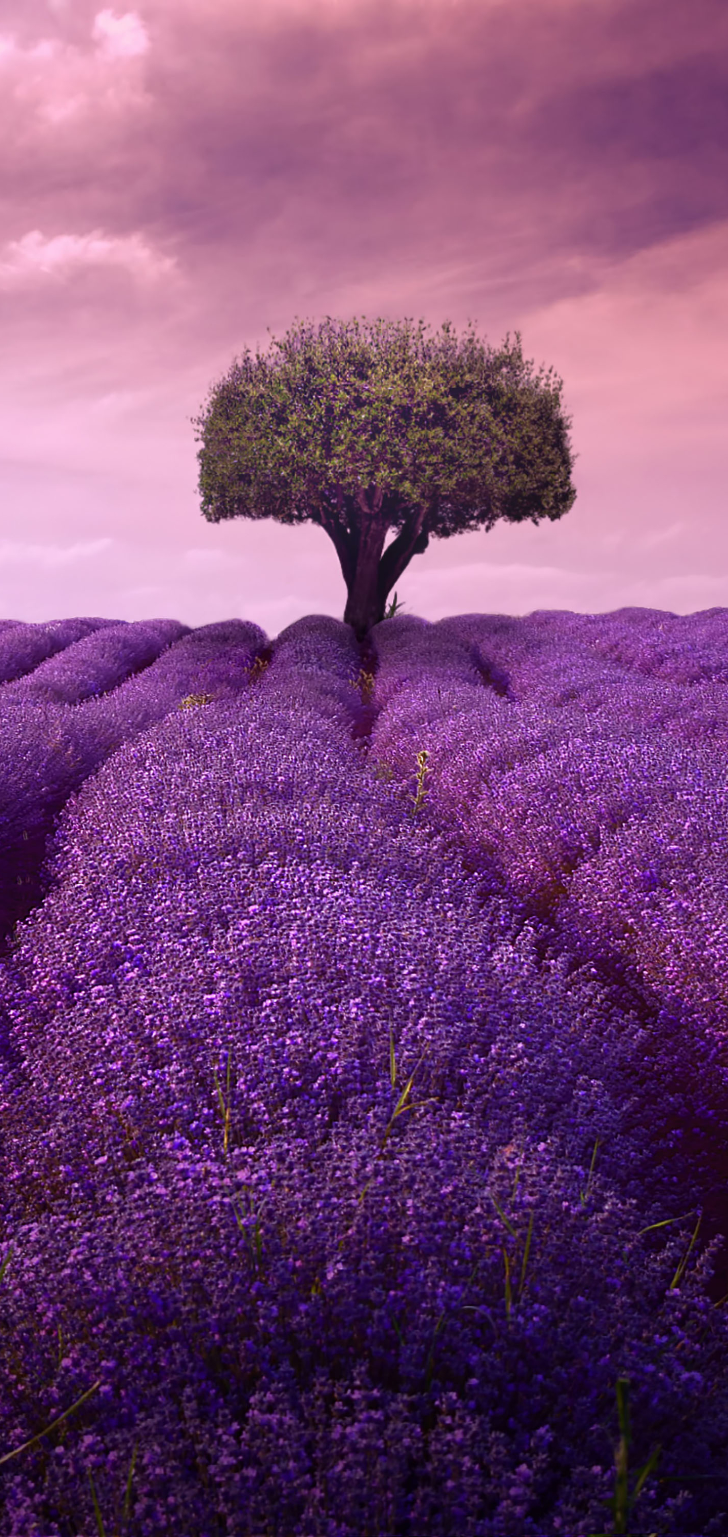 Download mobile wallpaper Nature, Flowers, Tree, Earth, Lavender for free.