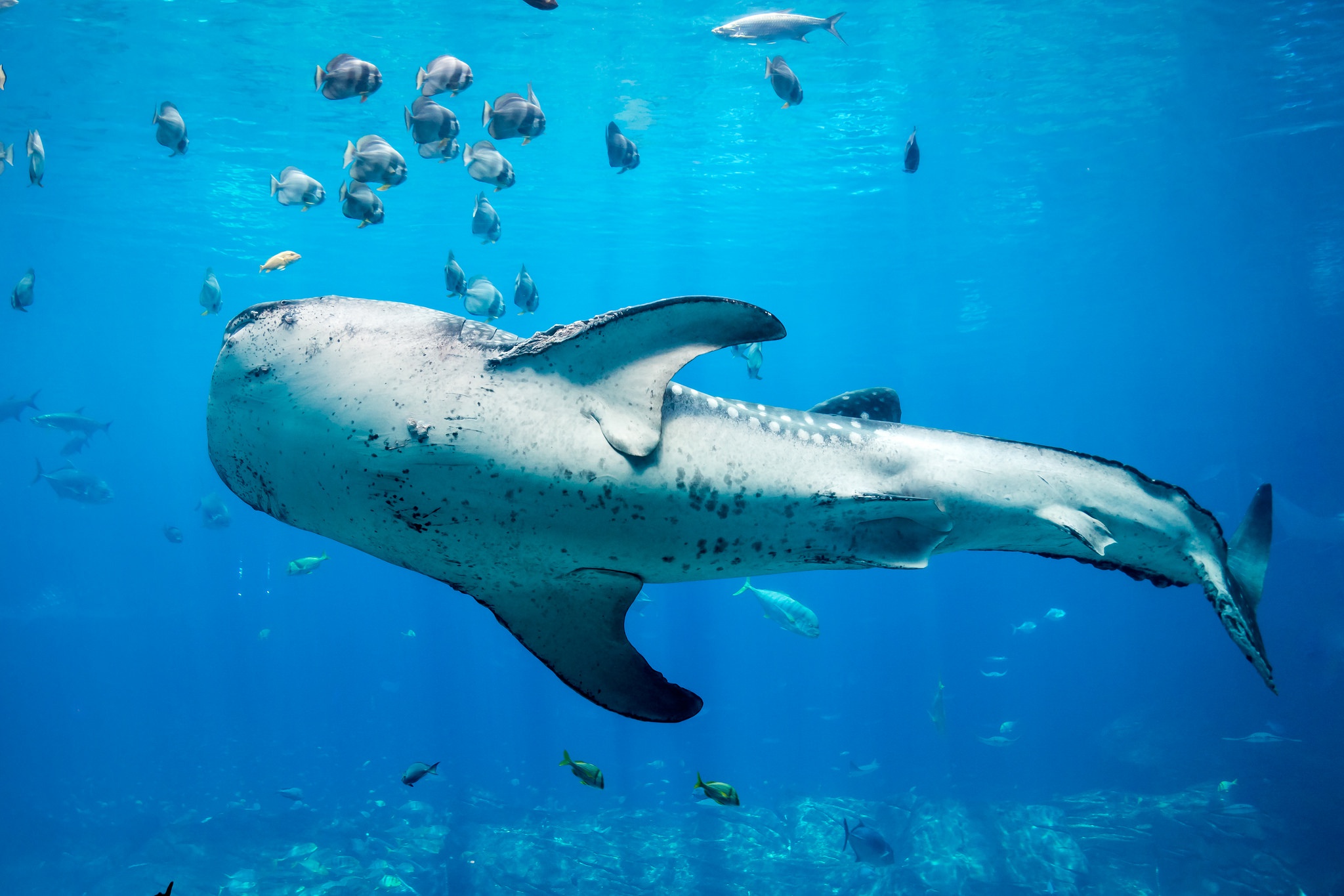 453343 baixar papel de parede animais, tubarão baleia, peixe, vida marinha, tubarão, embaixo da agua - protetores de tela e imagens gratuitamente