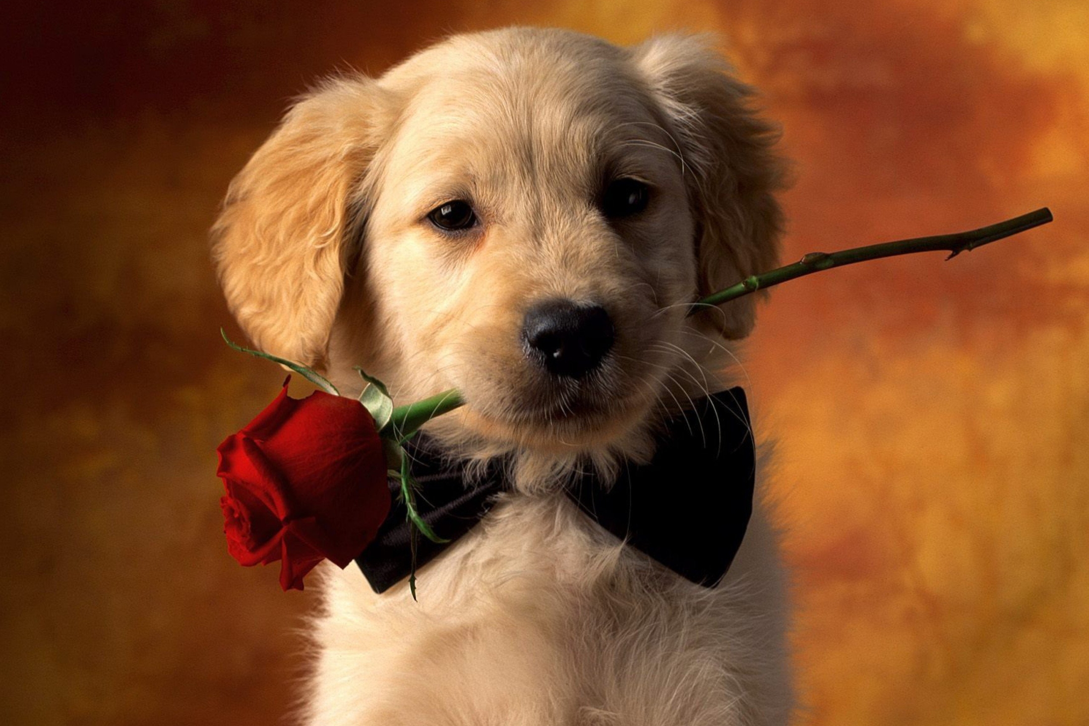 PCデスクトップに動物, 犬, 子犬, ゴールデンレトリバー, 可愛い, 赤いバラ画像を無料でダウンロード