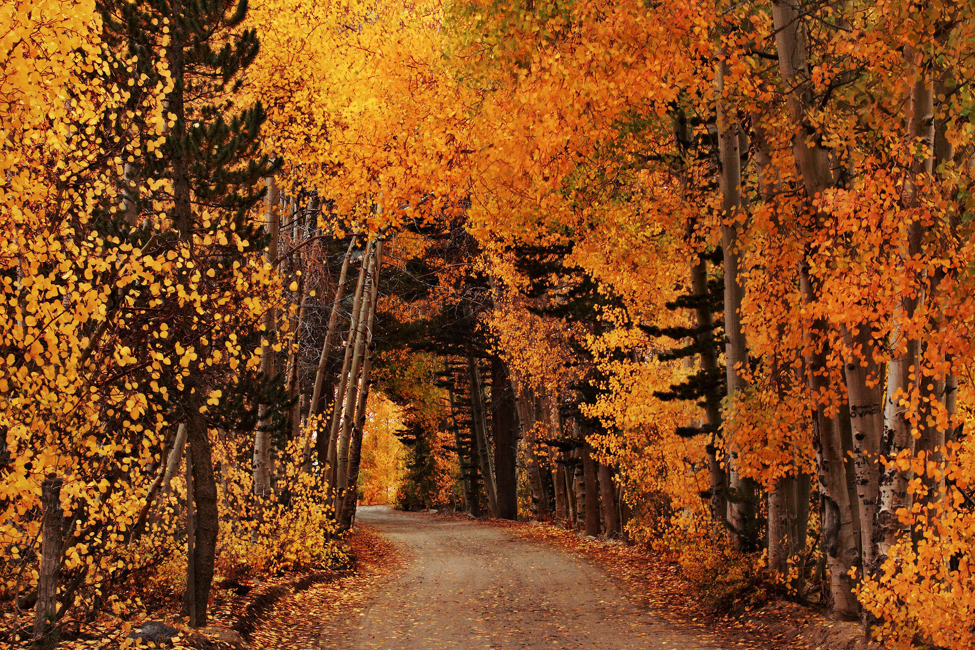 Laden Sie das Herbst, Straße, Wald, Pfad, Erde/natur, Orange Farbe), Schotterstraße-Bild kostenlos auf Ihren PC-Desktop herunter