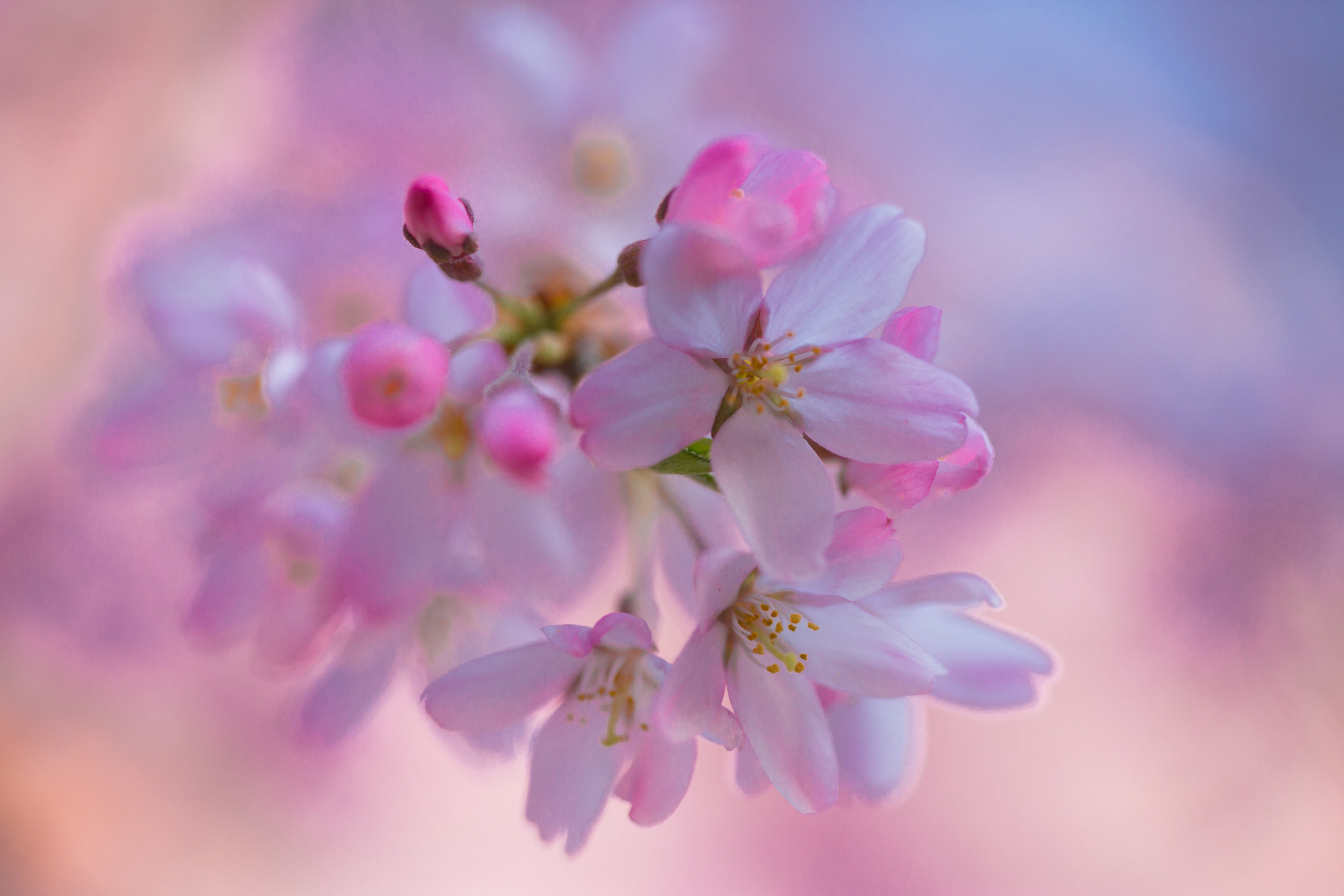 Download mobile wallpaper Nature, Flowers, Flower, Macro, Blur, Earth, Blossom, Pink Flower for free.