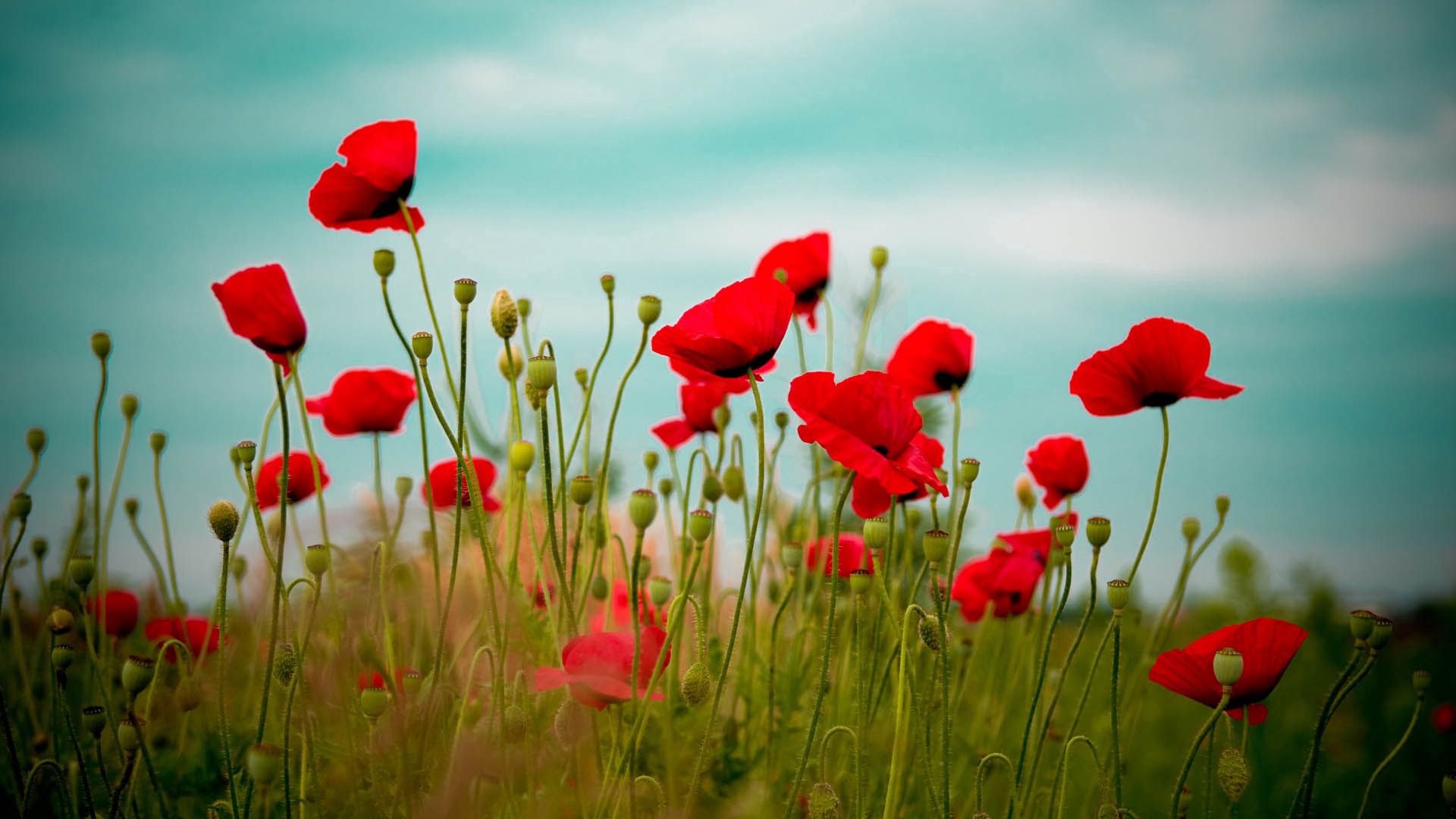 Laden Sie das Grass, Blühen, Blühenden, Blumen, Mohn, Feld-Bild kostenlos auf Ihren PC-Desktop herunter