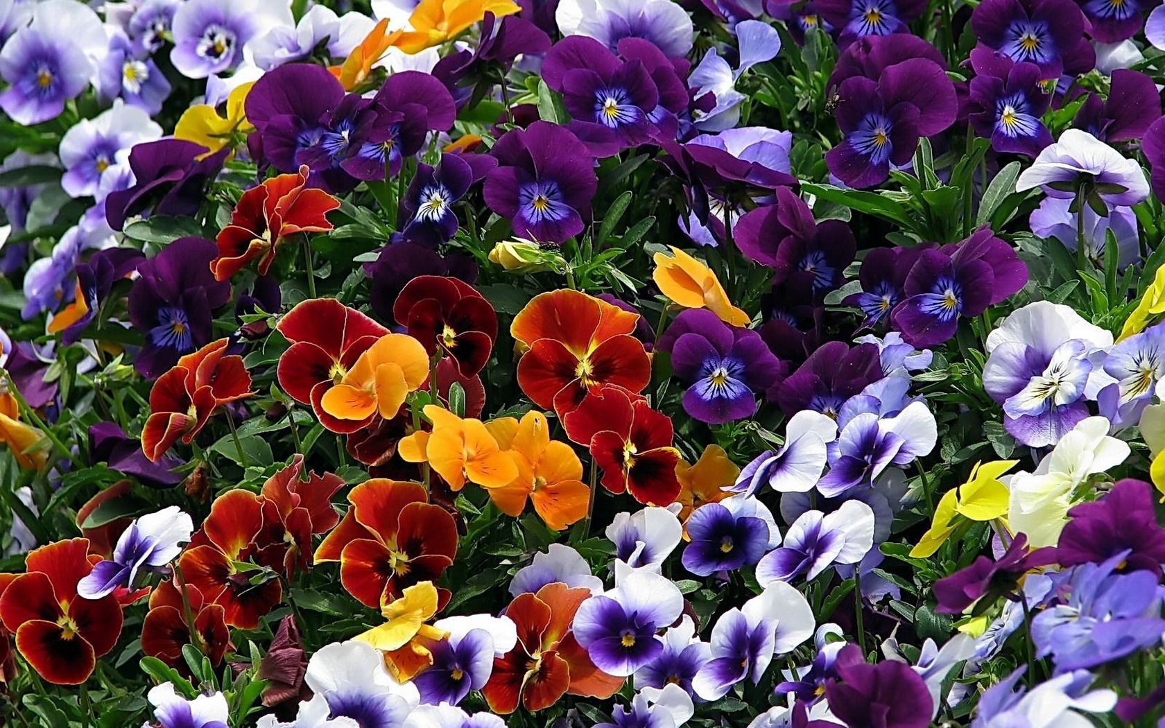 Baixar papel de parede para celular de Flores, Flor, Cores, Colorido, Terra/natureza, Amor Perfeito De Jardim gratuito.