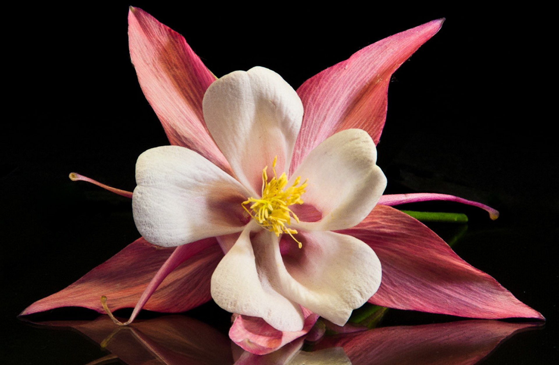 Descarga gratis la imagen Flores, Flor, De Cerca, Tierra/naturaleza, Aguileña en el escritorio de tu PC