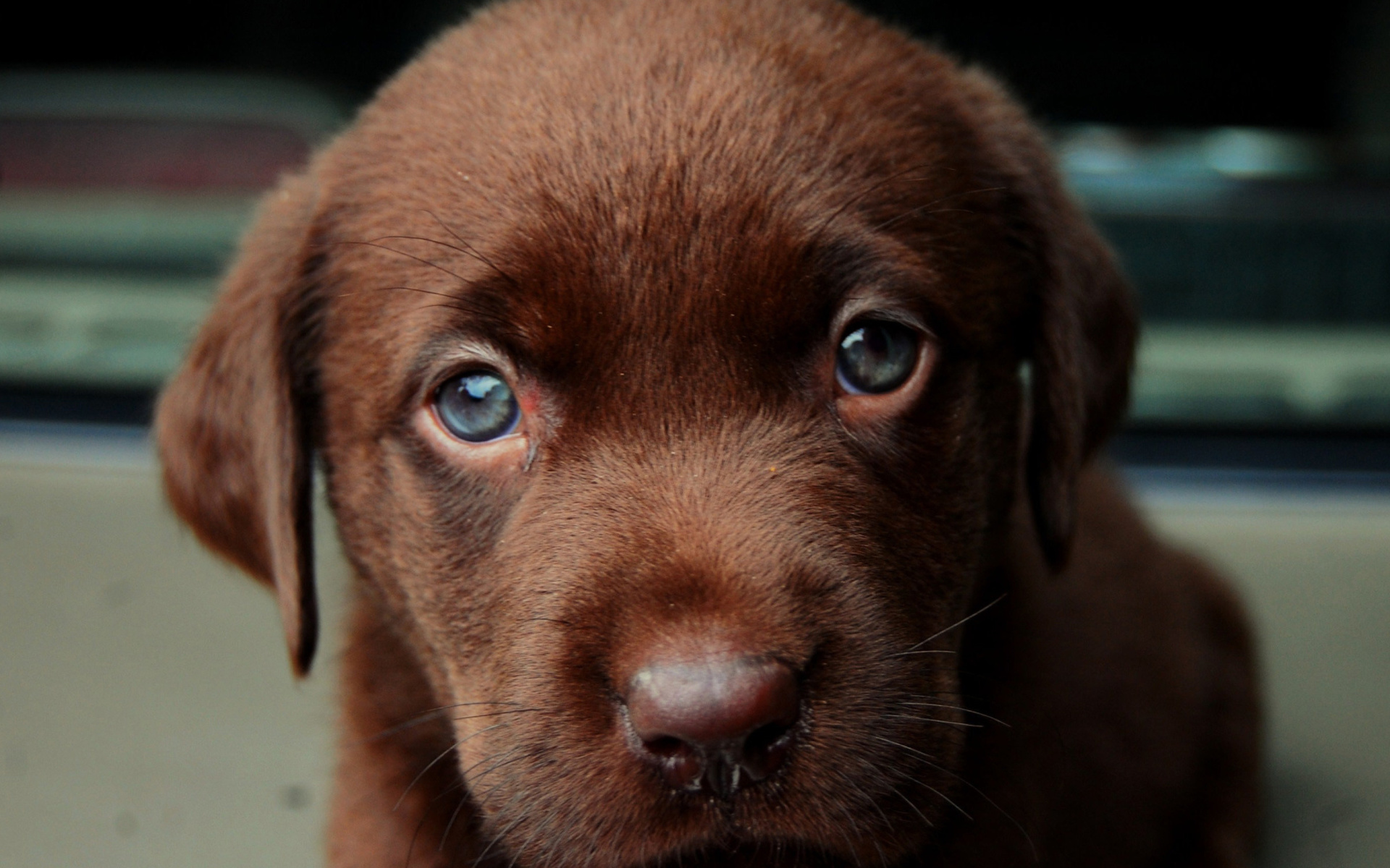 Download mobile wallpaper Dogs, Dog, Close Up, Animal, Puppy, Labrador for free.