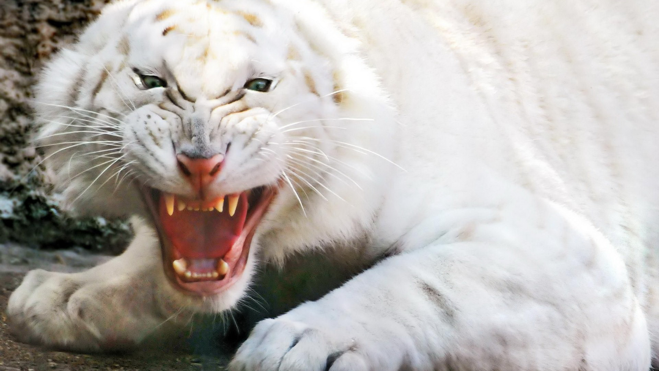Handy-Wallpaper Weißer Tiger, Katzen, Tiere, Tiger kostenlos herunterladen.