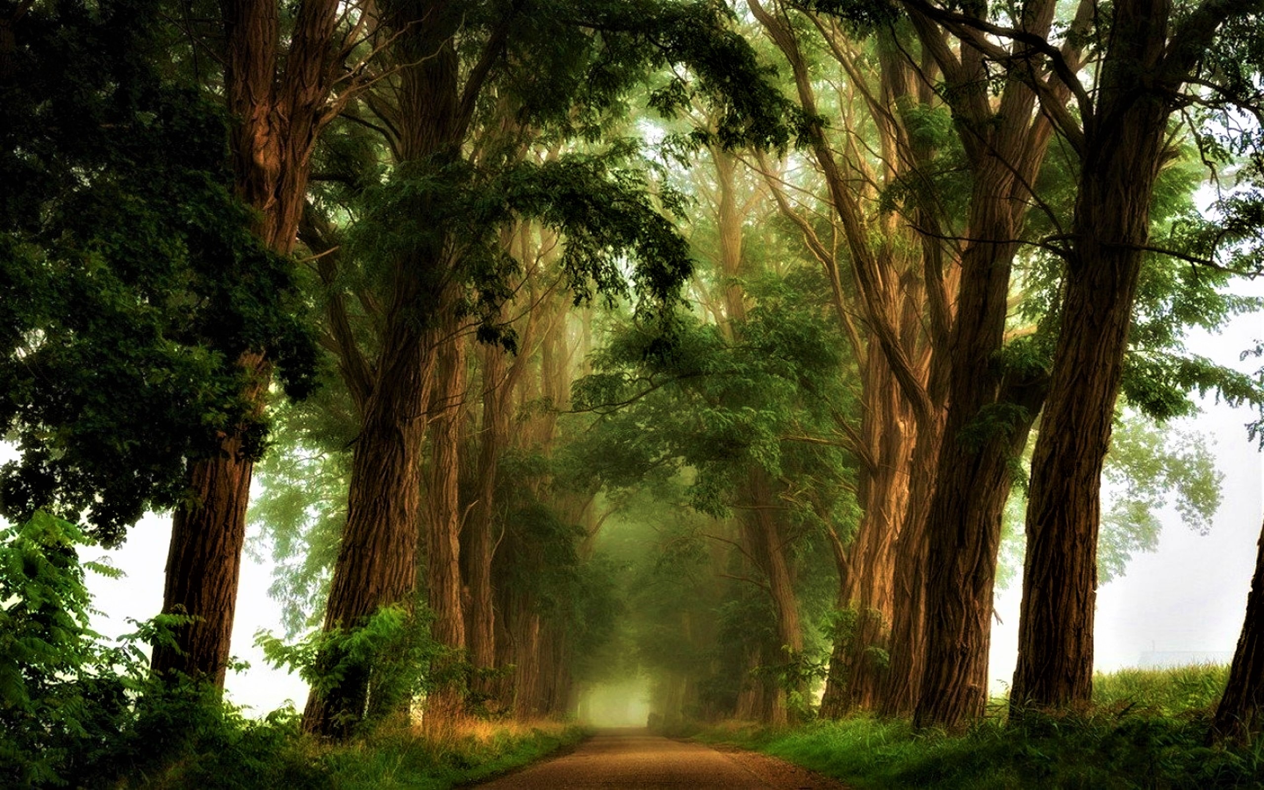 Скачать картинку Дерево, Туман, Земля, Зеленый, Дорожка, Земля/природа, Грязная Дорога, Усаженный Деревьями в телефон бесплатно.