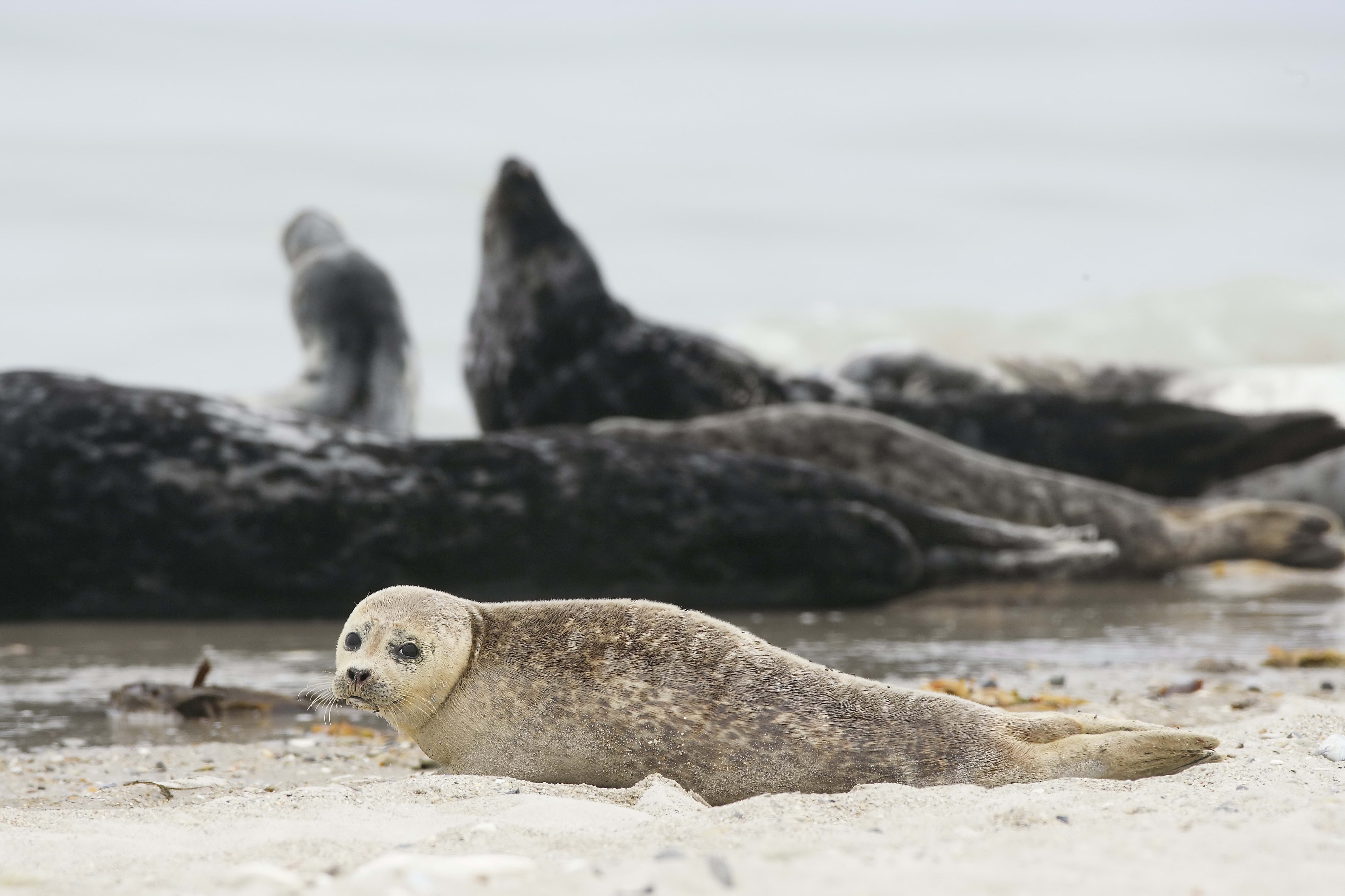 animals, sand, blur, smooth, animal, fur seal