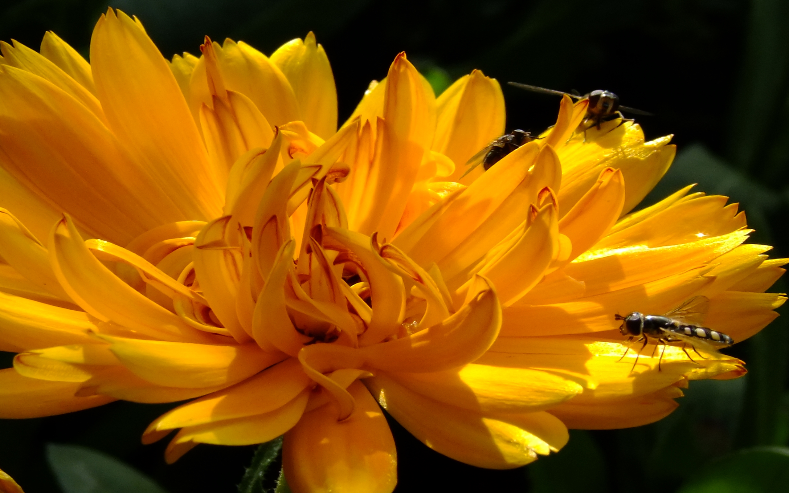 Free download wallpaper Insects, Flower, Close Up, Insect, Bee, Animal, Yellow Flower on your PC desktop