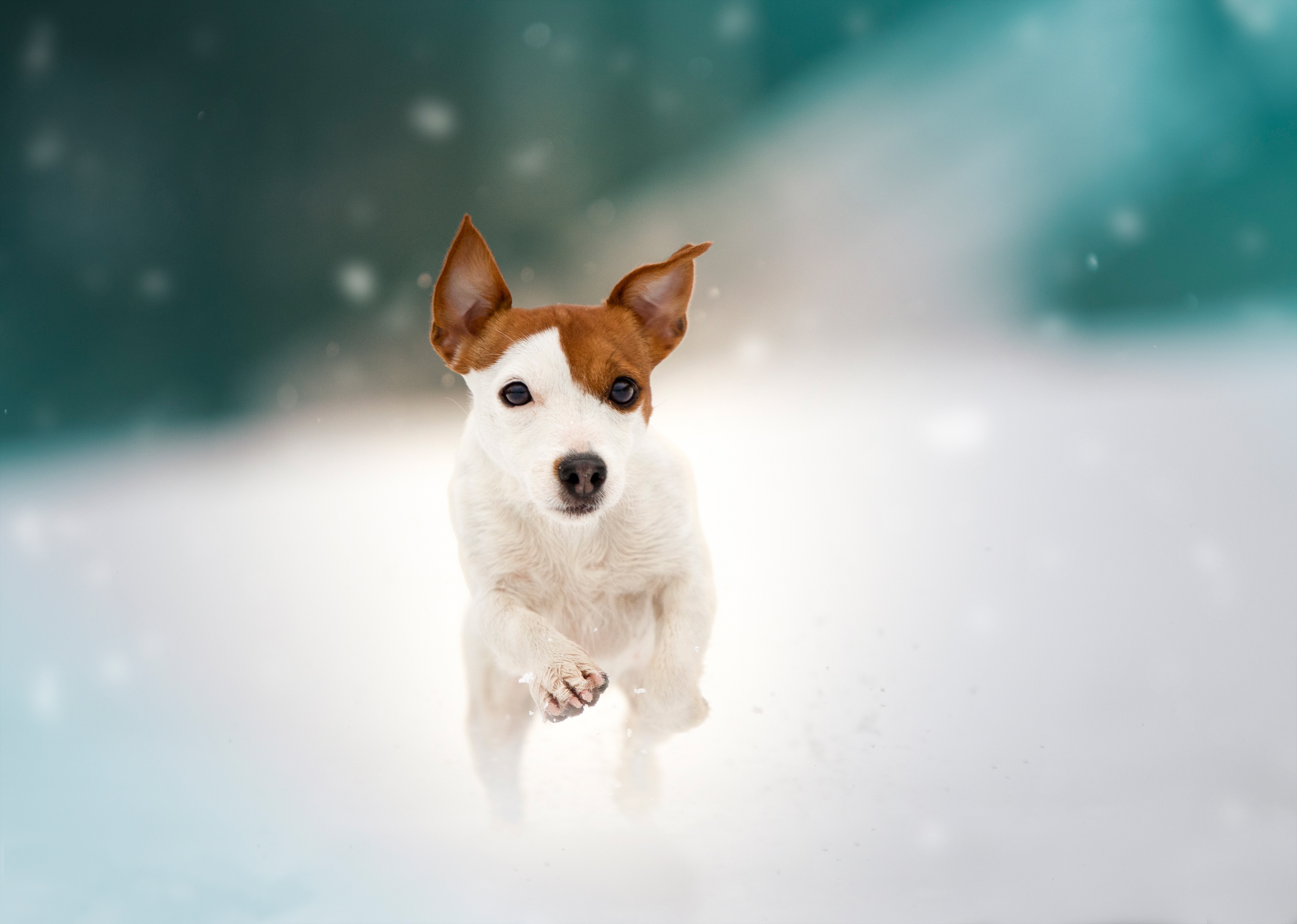 Free download wallpaper Dogs, Dog, Animal, Puppy, Jack Russell Terrier, Baby Animal on your PC desktop