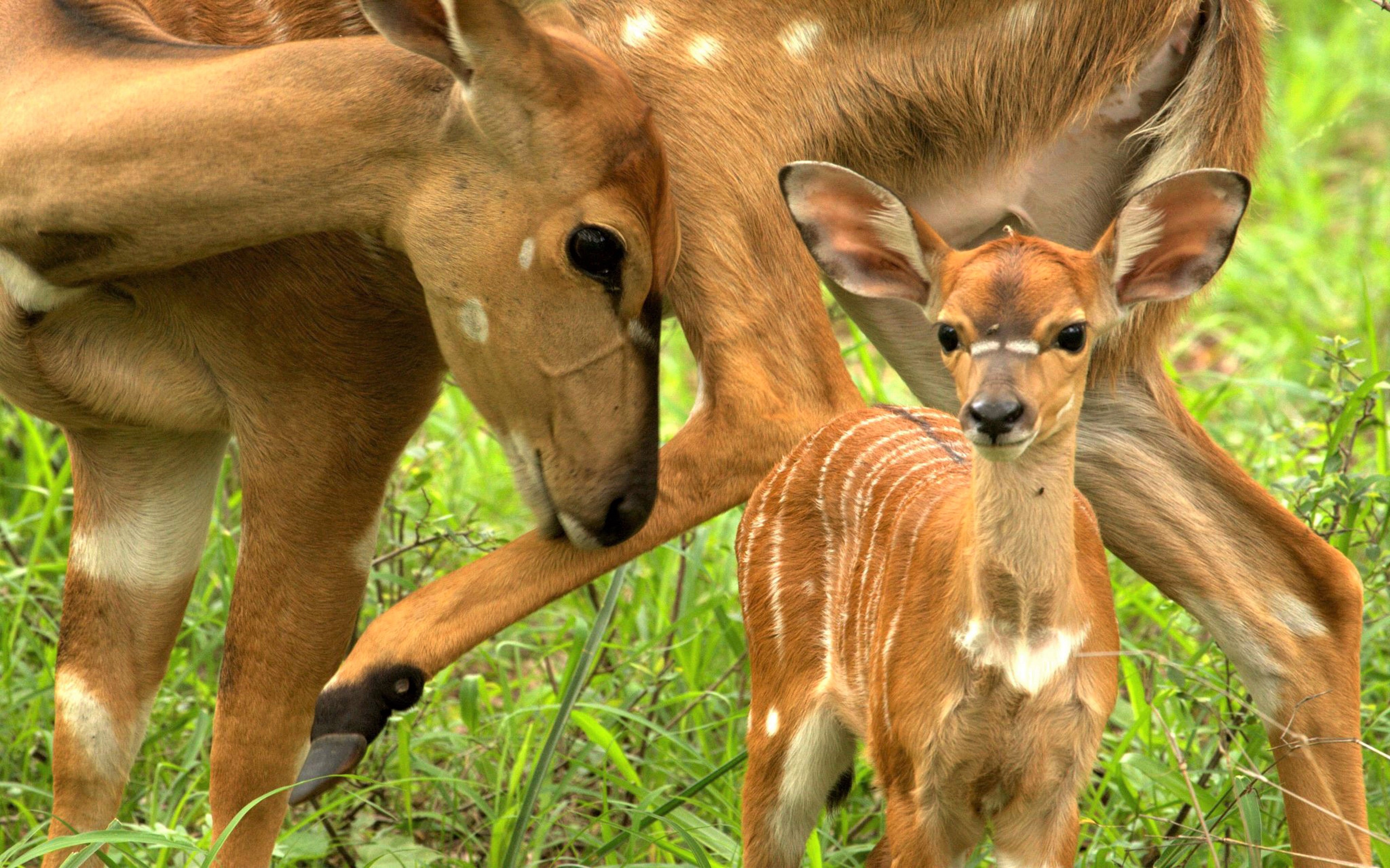 885902画像をダウンロード動物, 鹿, 赤ちゃん動物, 可愛い, 子鹿-壁紙とスクリーンセーバーを無料で
