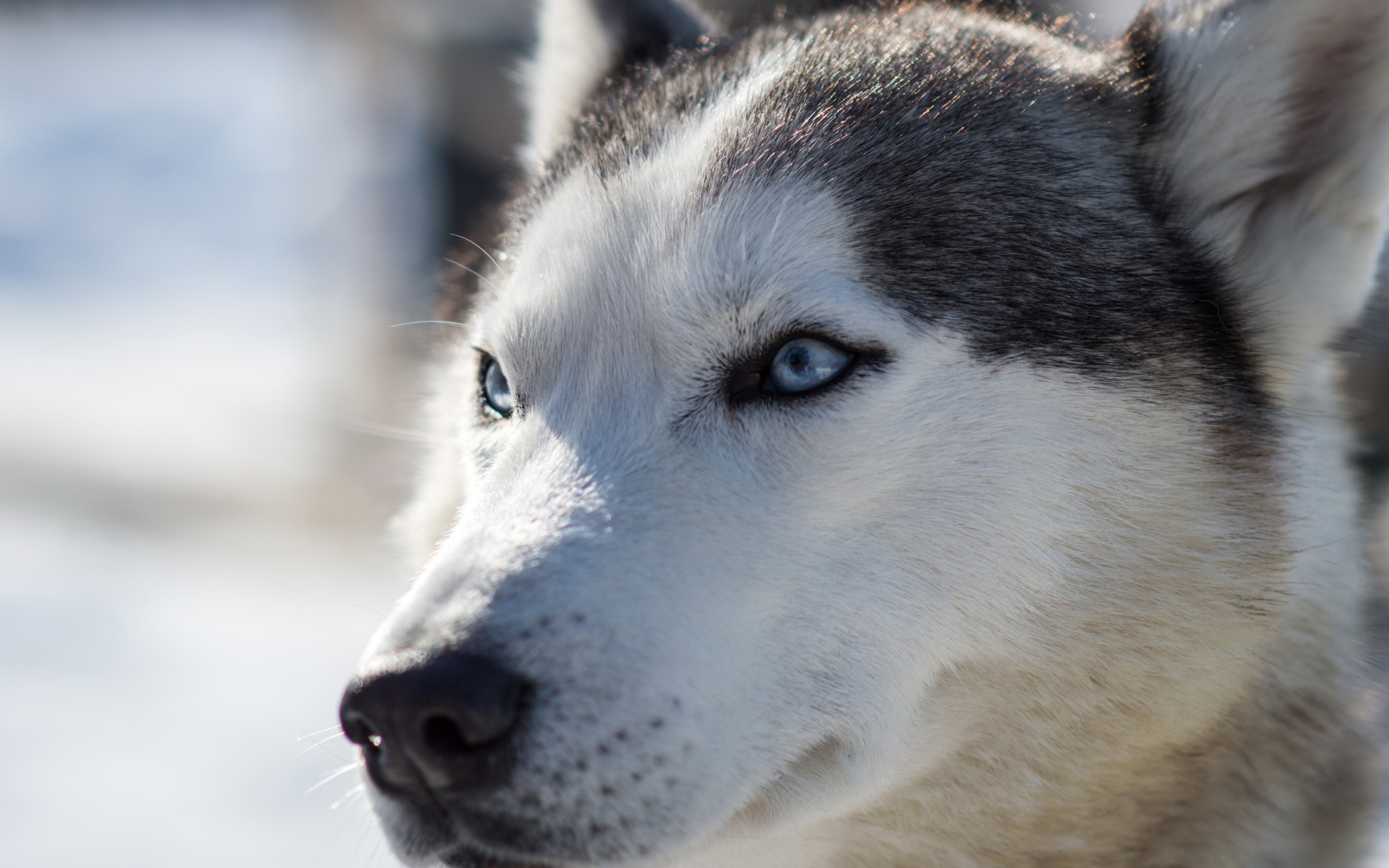 Baixar papel de parede para celular de Animais, Cães, Husky gratuito.