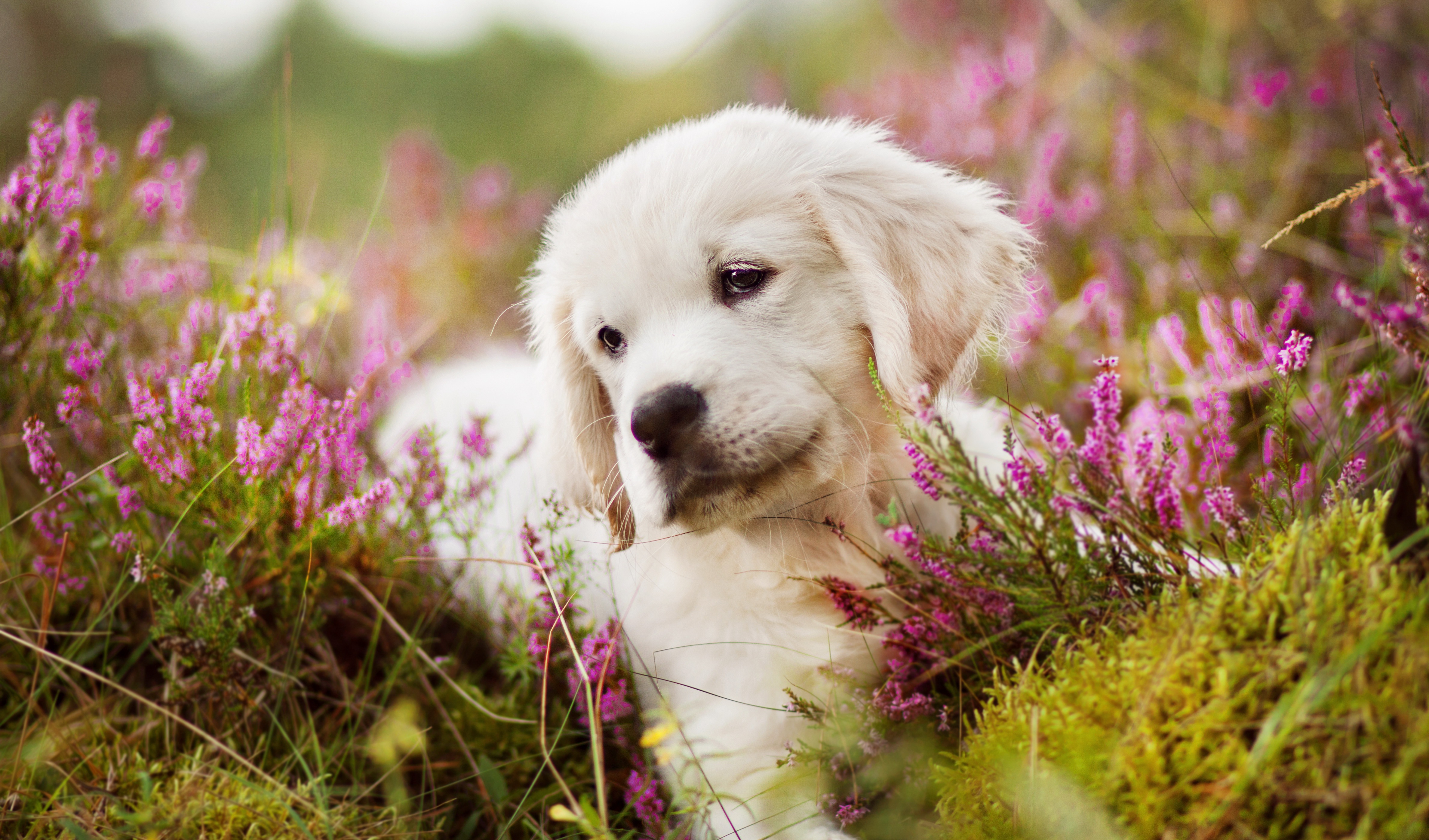 golden retriever, animal, baby animal, dog, moss, muzzle, pink flower, puppy, dogs