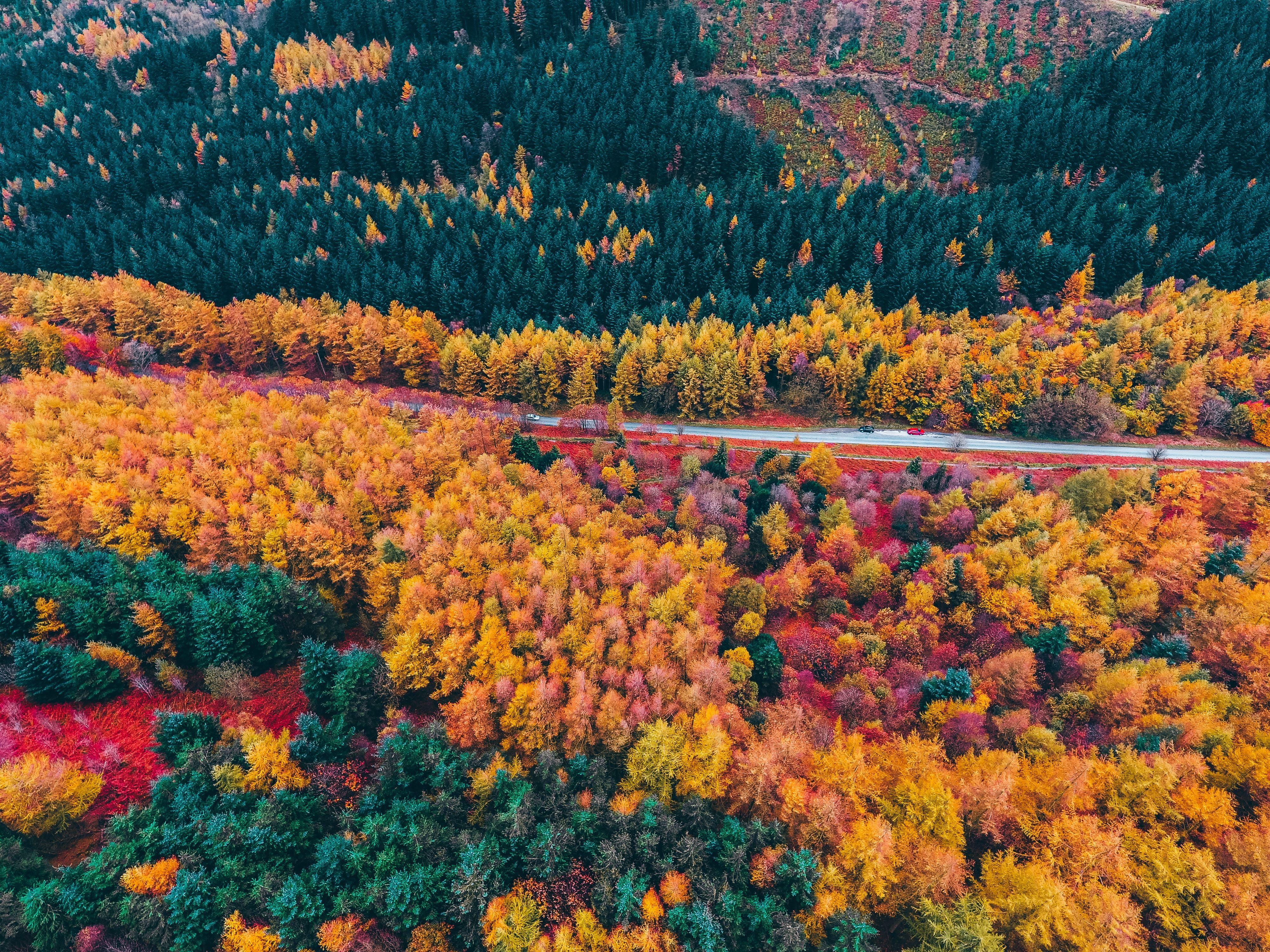 Laden Sie das Natur, Bäume, Straße, Blick Von Oben, Wald, Herbst-Bild kostenlos auf Ihren PC-Desktop herunter