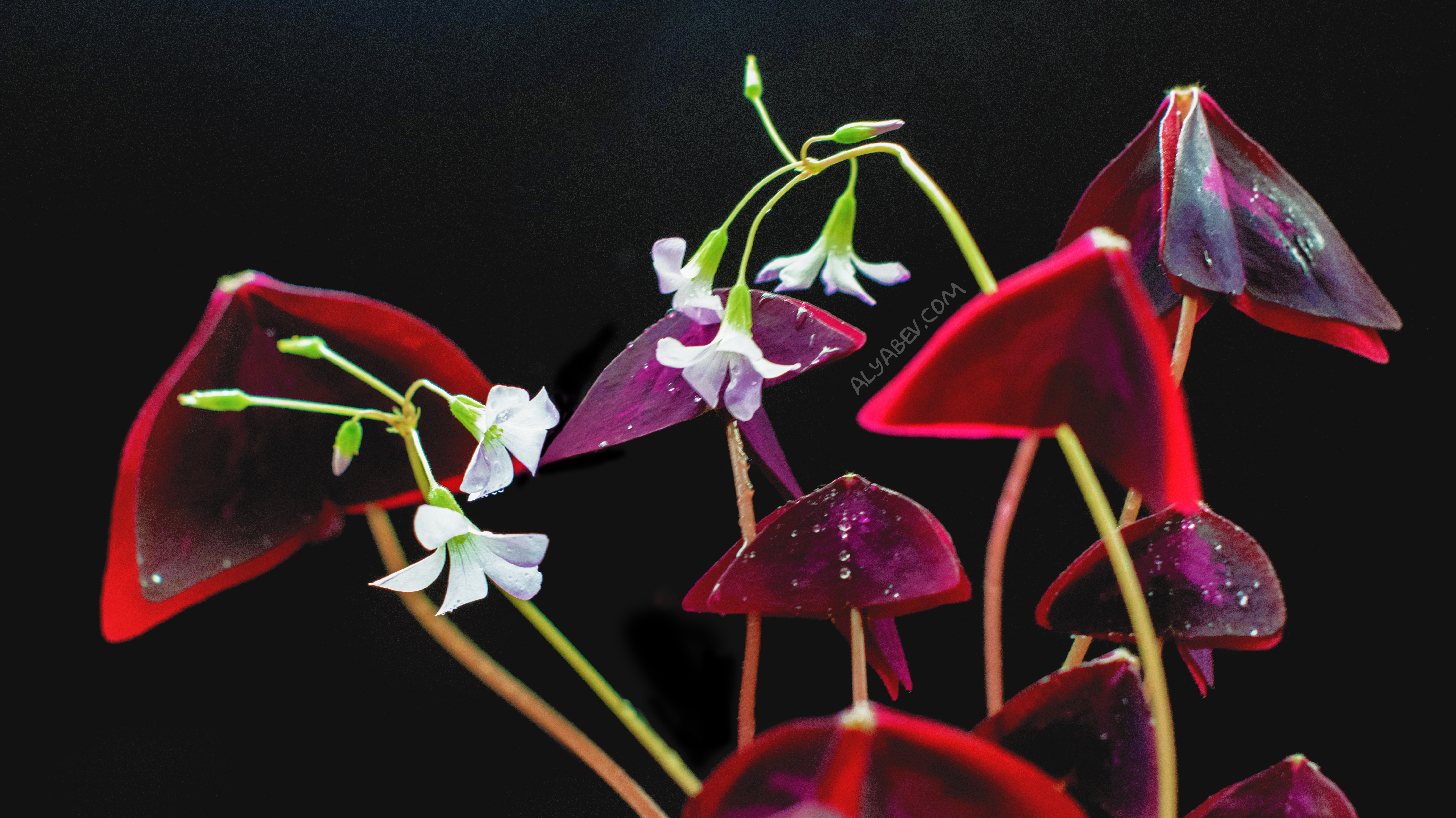 Téléchargez gratuitement l'image Fleurs, Fleur, Terre/nature sur le bureau de votre PC