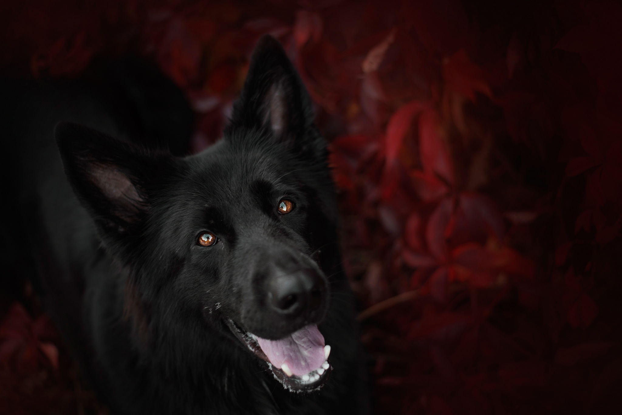 Download mobile wallpaper Dogs, Dog, Animal, German Shepherd for free.