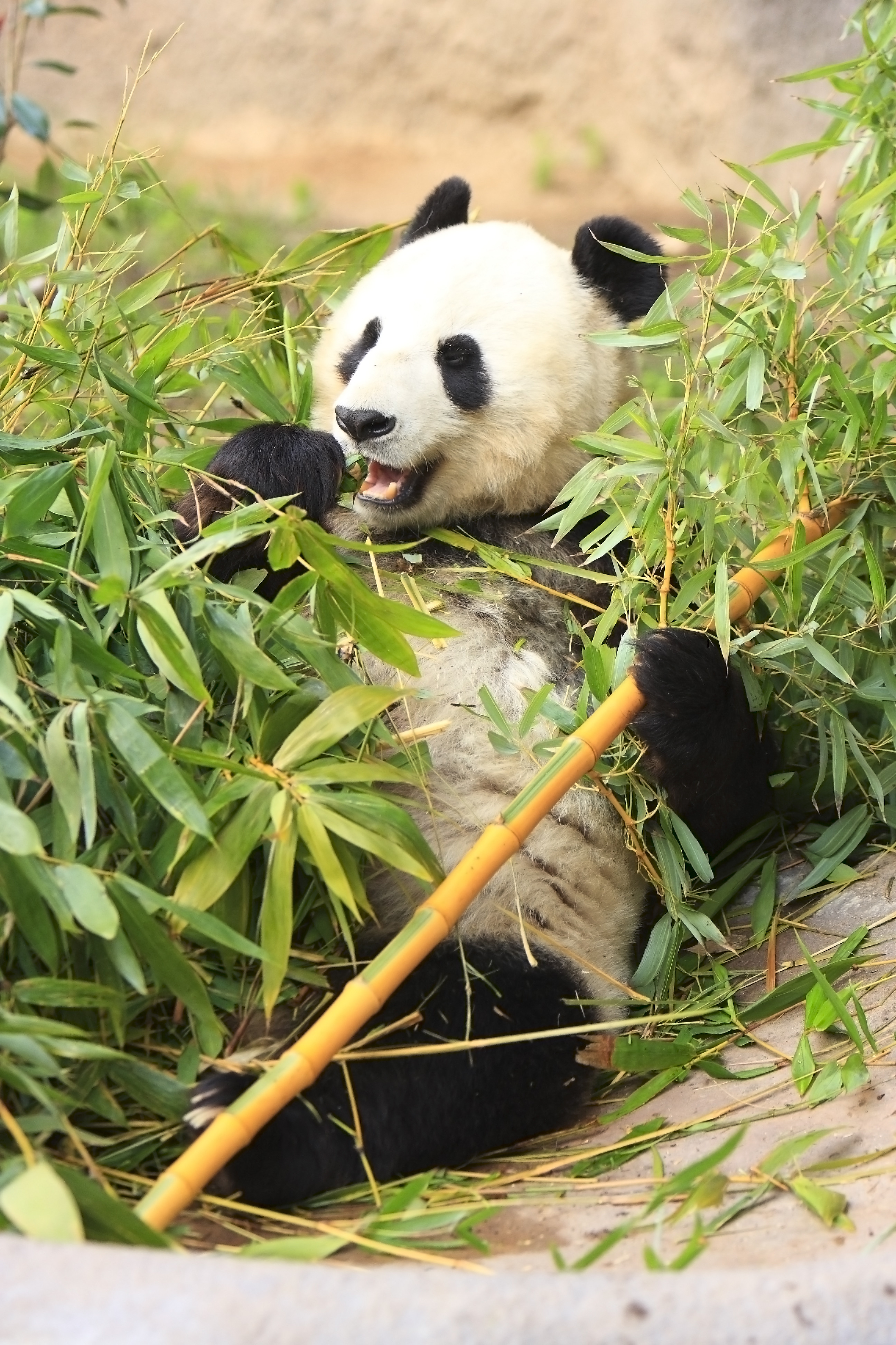 Handy-Wallpaper Lustig, Tiere, Blätter, Bambus, Komisch, Panda kostenlos herunterladen.