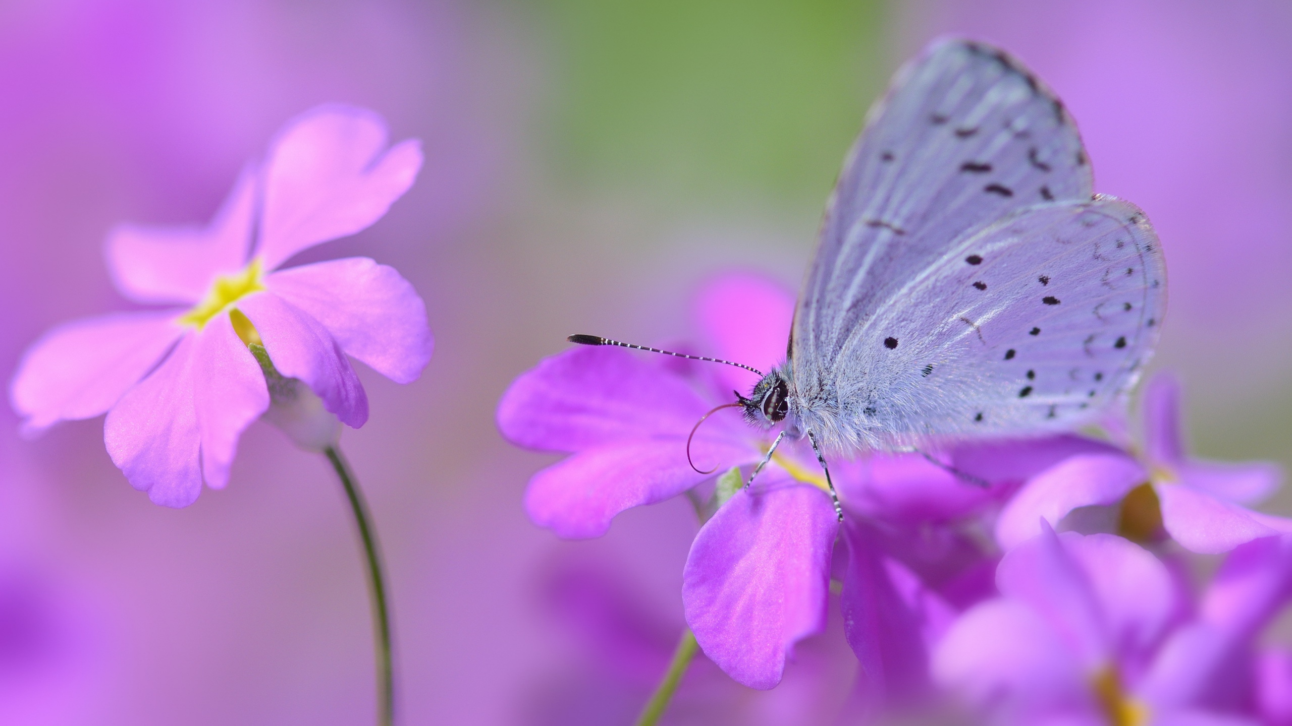 Скачати мобільні шпалери Квітка, Синій, Метелик, Тварина, Фіолетова Квітка безкоштовно.