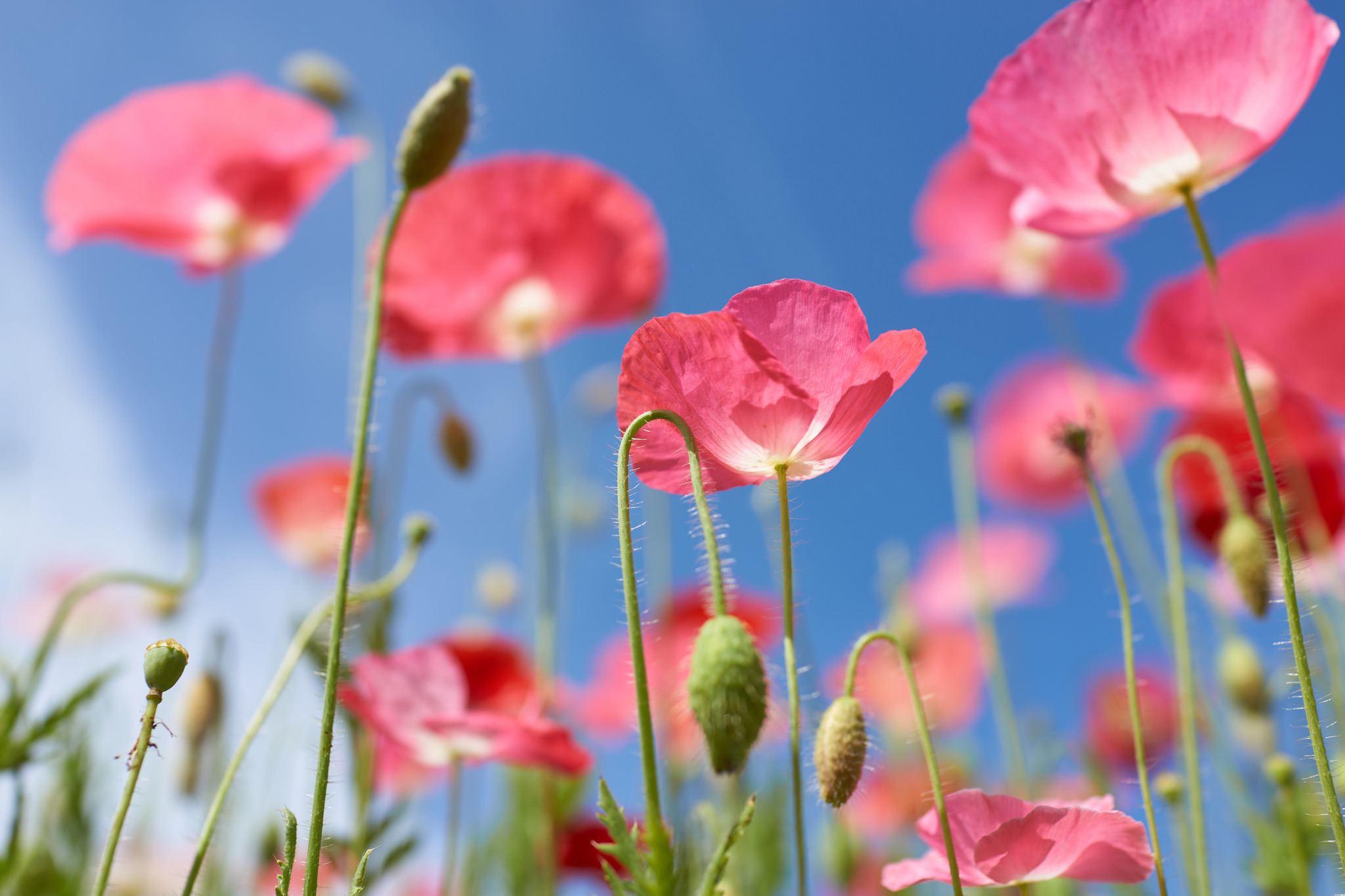 Download mobile wallpaper Nature, Flowers, Summer, Flower, Macro, Earth, Poppy, Pink Flower for free.