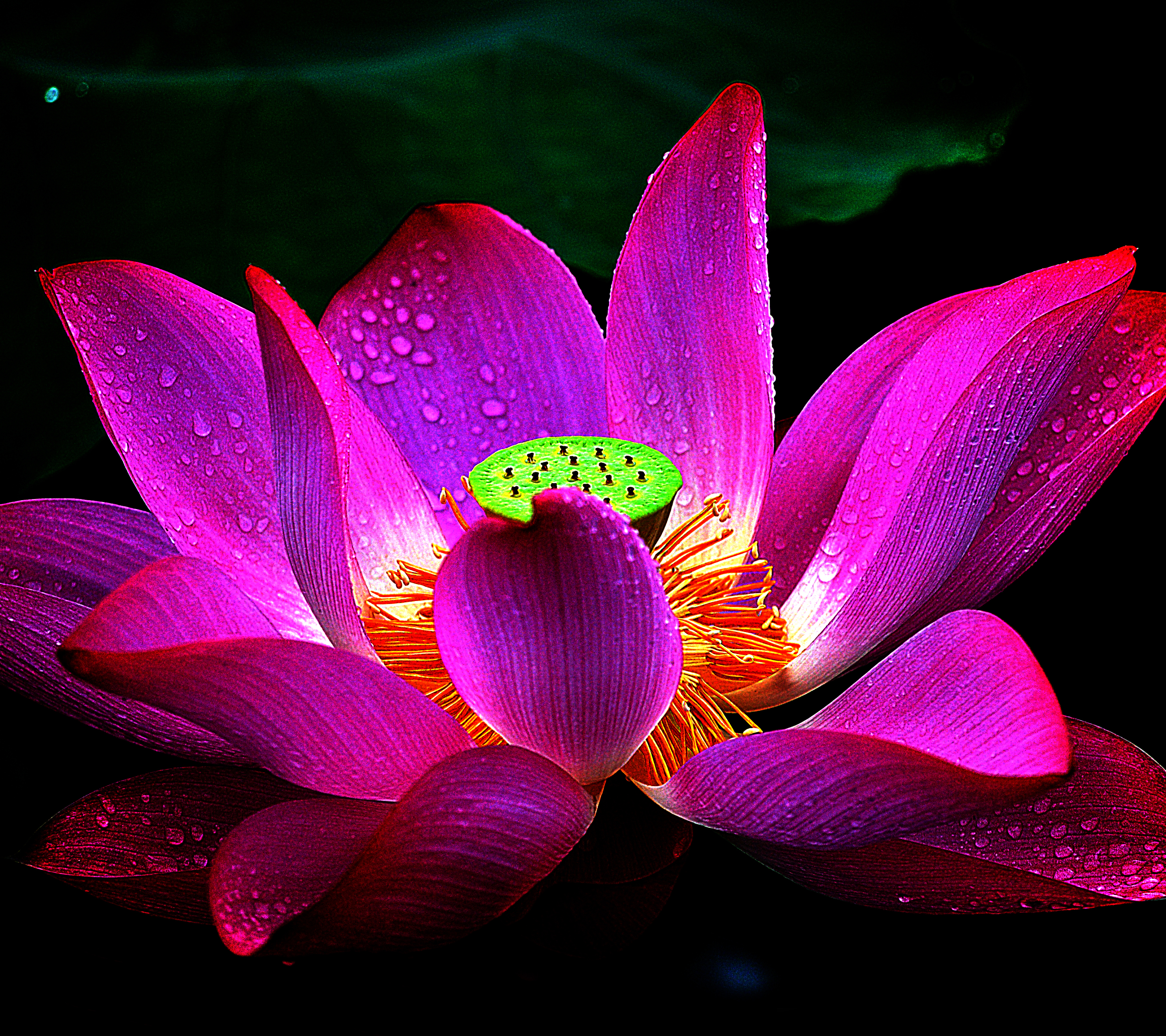 Free download wallpaper Flowers, Lotus, Flower, Macro, Earth, Petal, Raindrops on your PC desktop