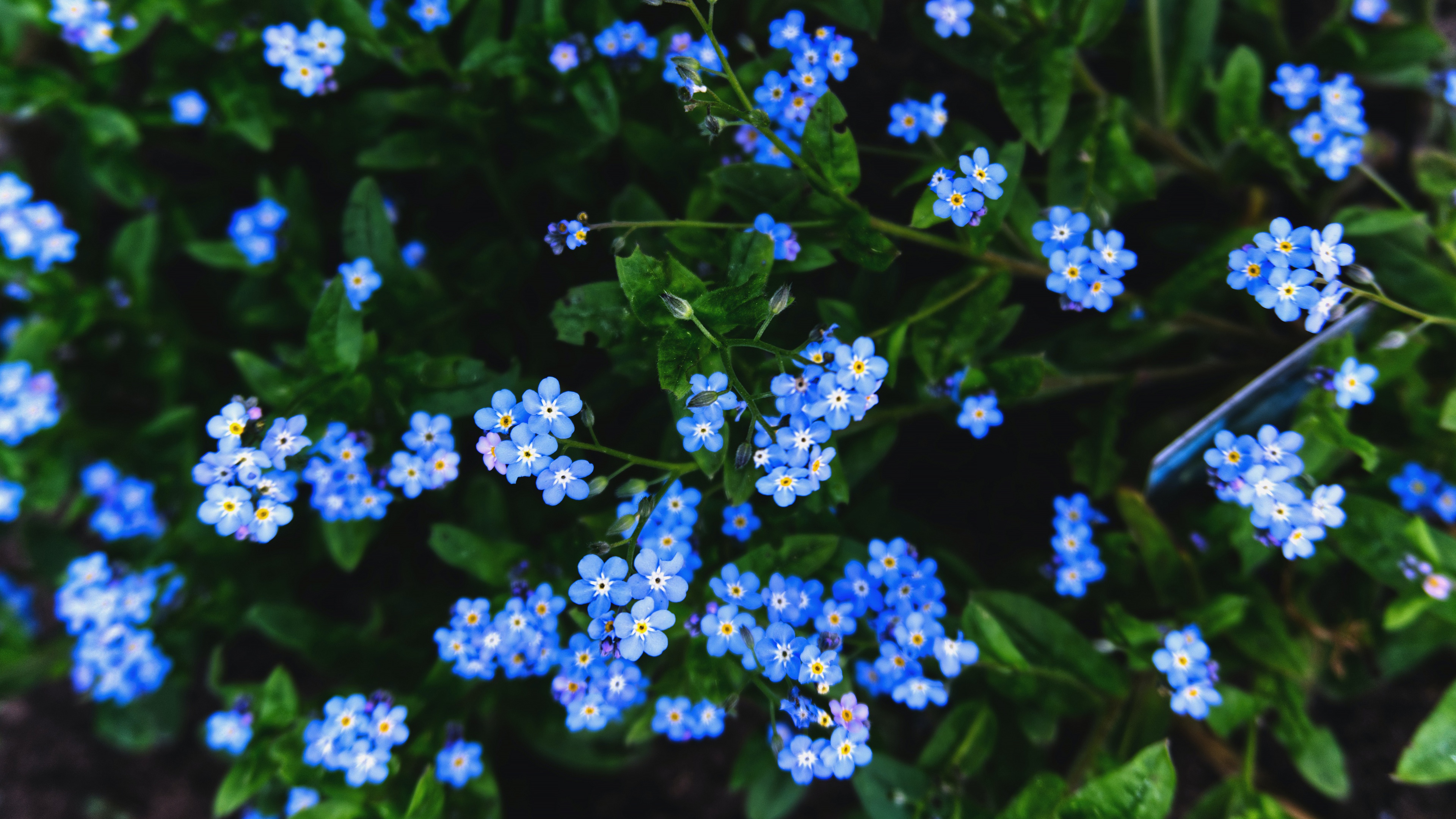 Laden Sie das Blumen, Blume, Vergissmeinnicht, Erde/natur-Bild kostenlos auf Ihren PC-Desktop herunter