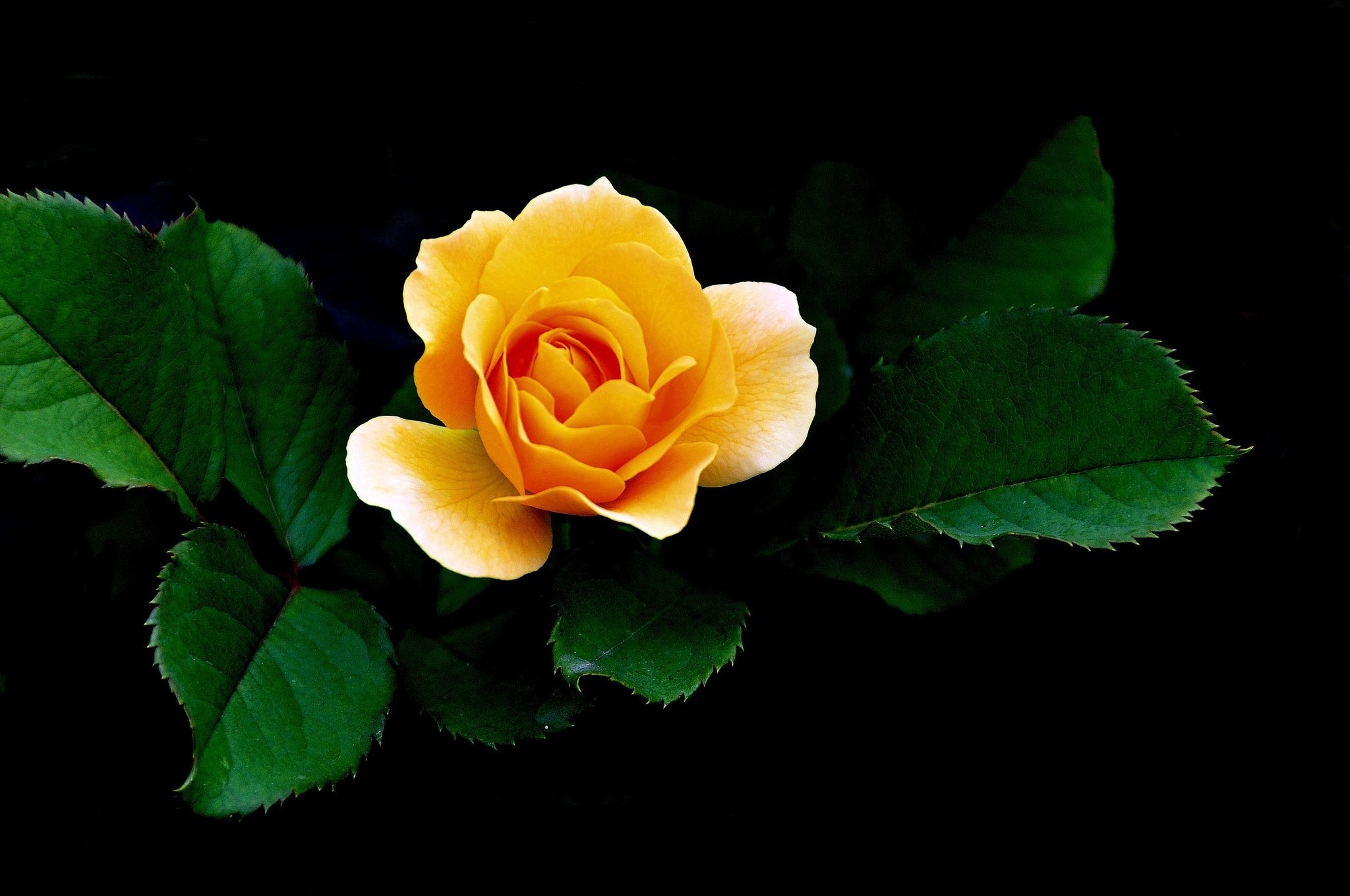 無料モバイル壁紙フラワーズ, 葉, 薔薇, 閉じる, 地球, 黄色い花をダウンロードします。