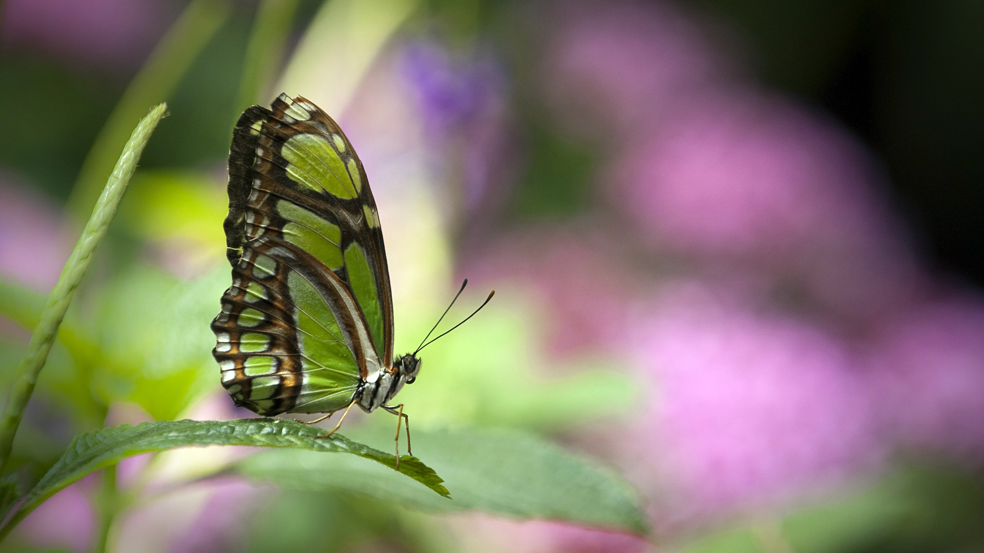 butterflies, insects Desktop home screen Wallpaper