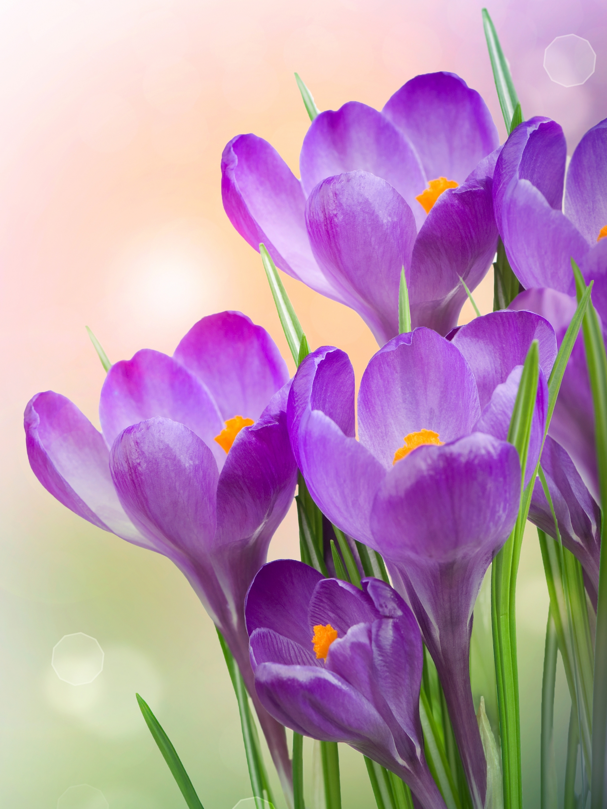 Скачать обои бесплатно Цветок, Весна, Крокус, Фиолетовый Цветок, Земля/природа, Флауэрсы картинка на рабочий стол ПК