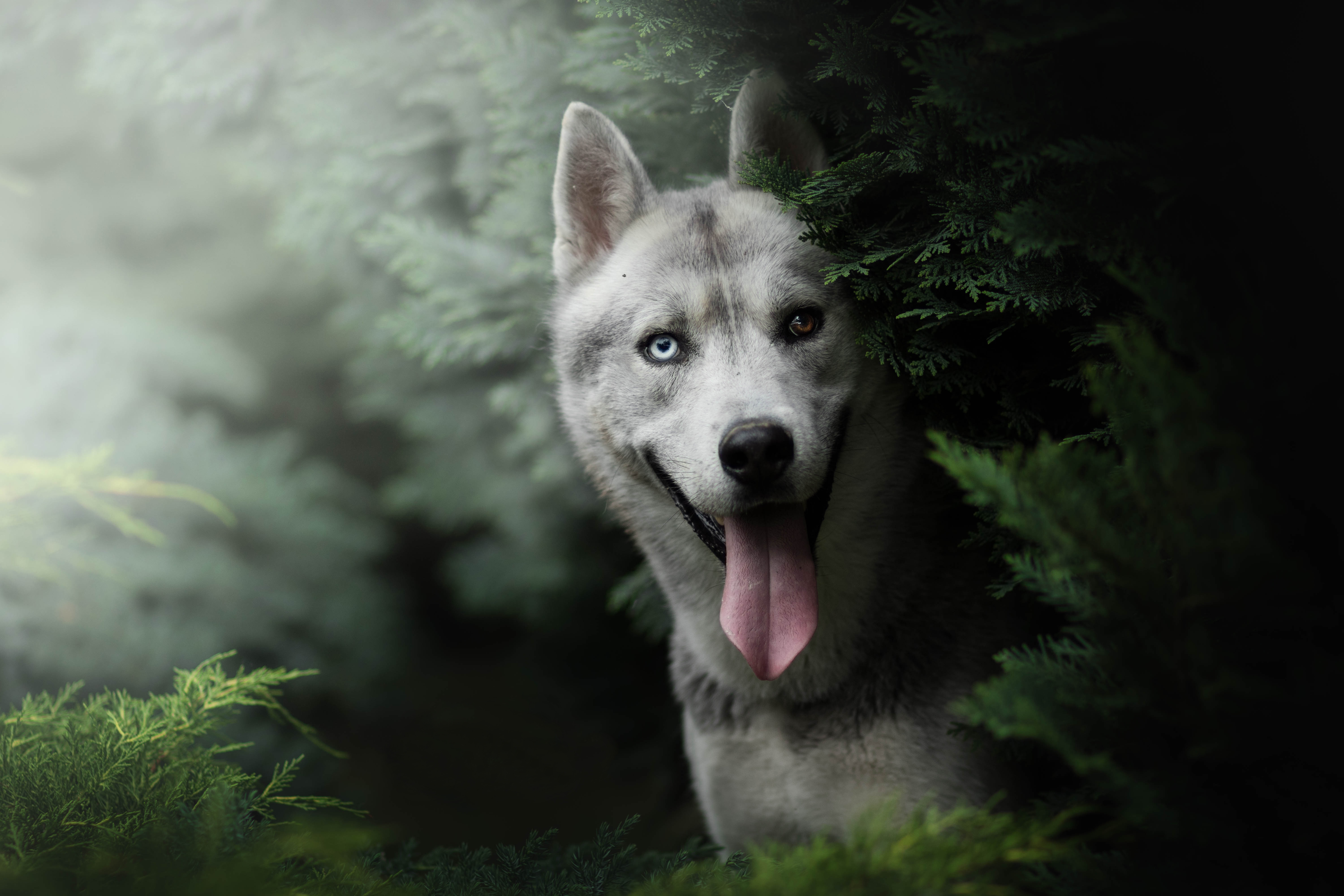 417090 baixar imagens animais, husky, cão, heterocromia, focinho, cães - papéis de parede e protetores de tela gratuitamente
