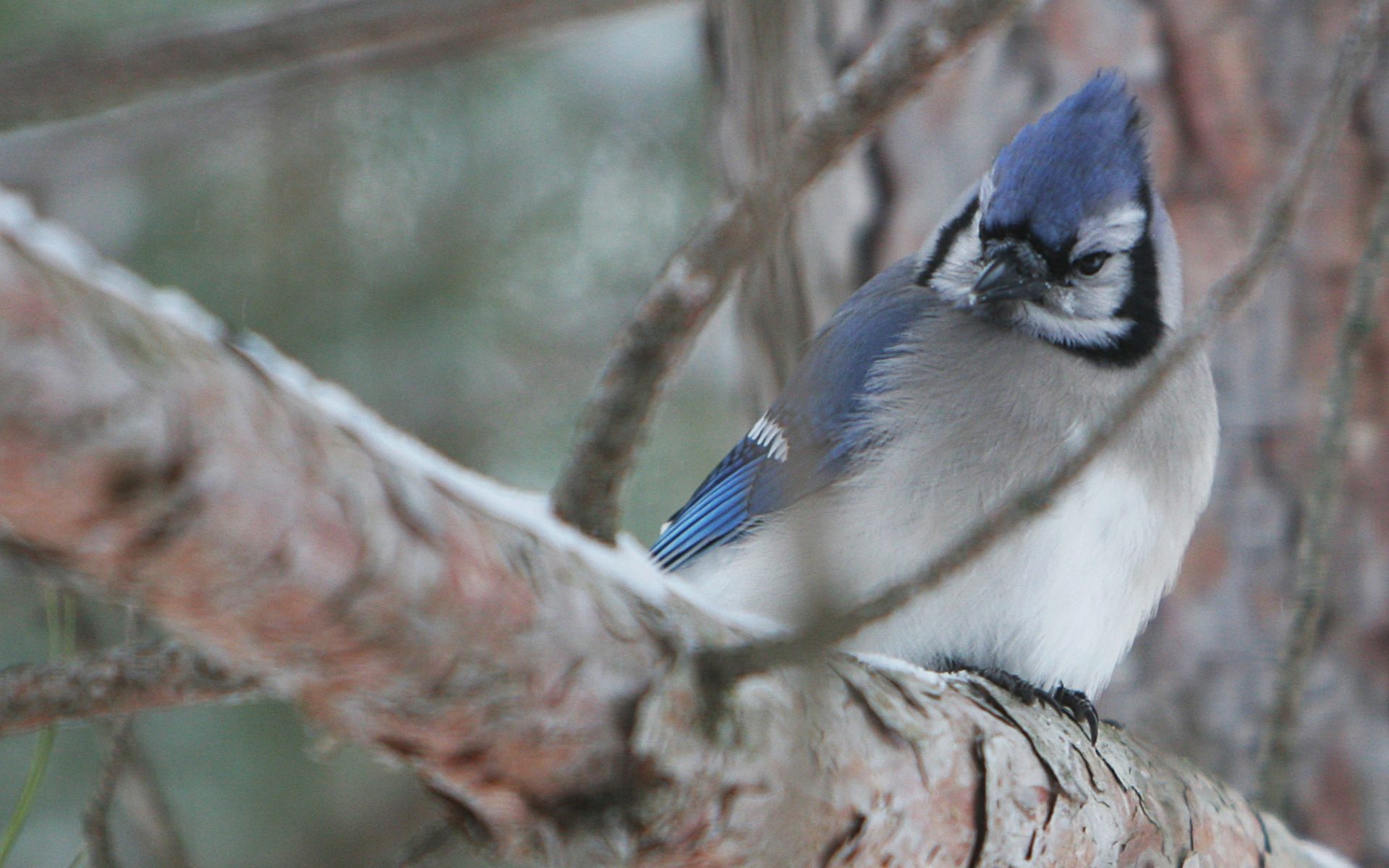 Download mobile wallpaper Birds, Bird, Branch, Animal, Blue Jay for free.