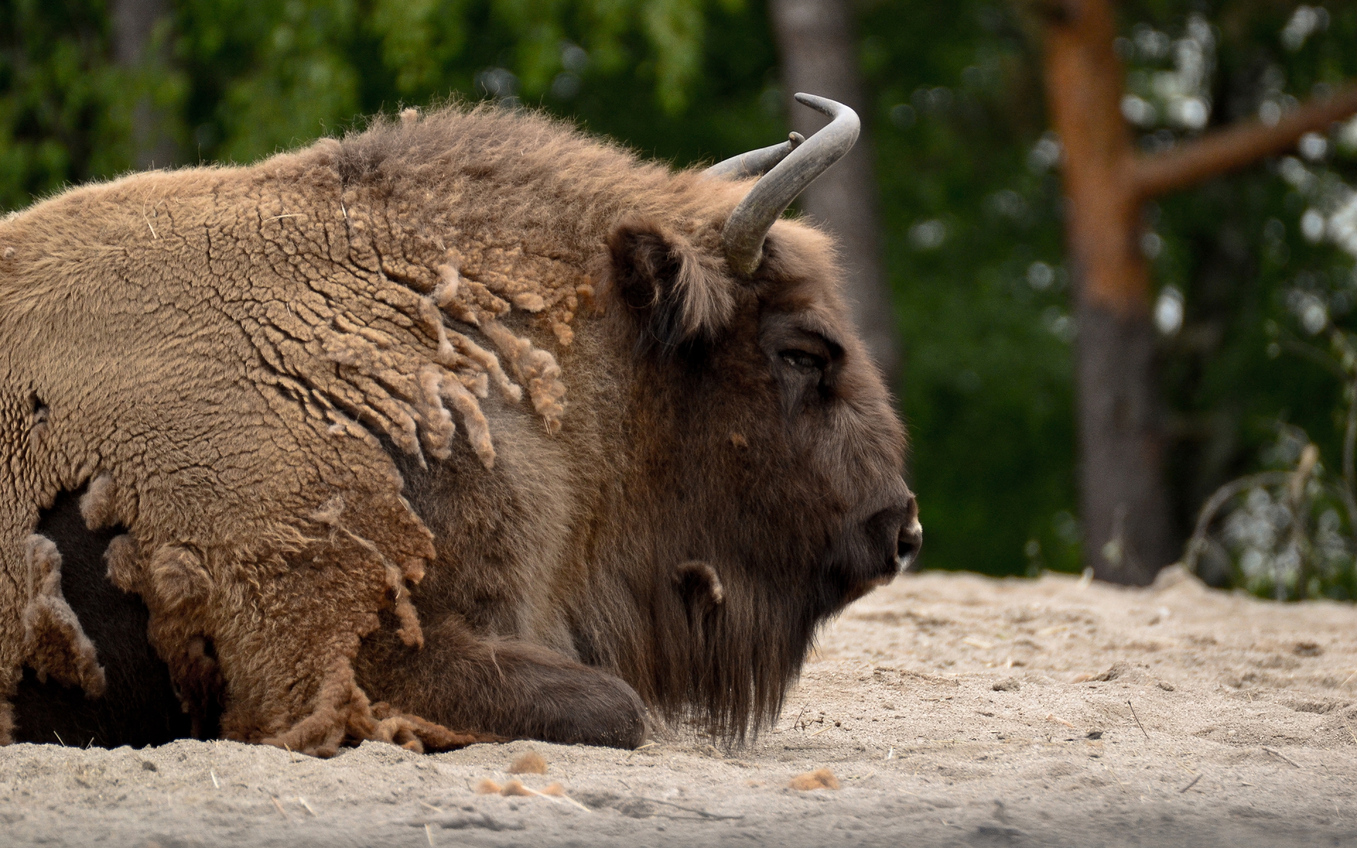 577854 Hintergrundbild herunterladen tiere, amerikanischer bison - Bildschirmschoner und Bilder kostenlos