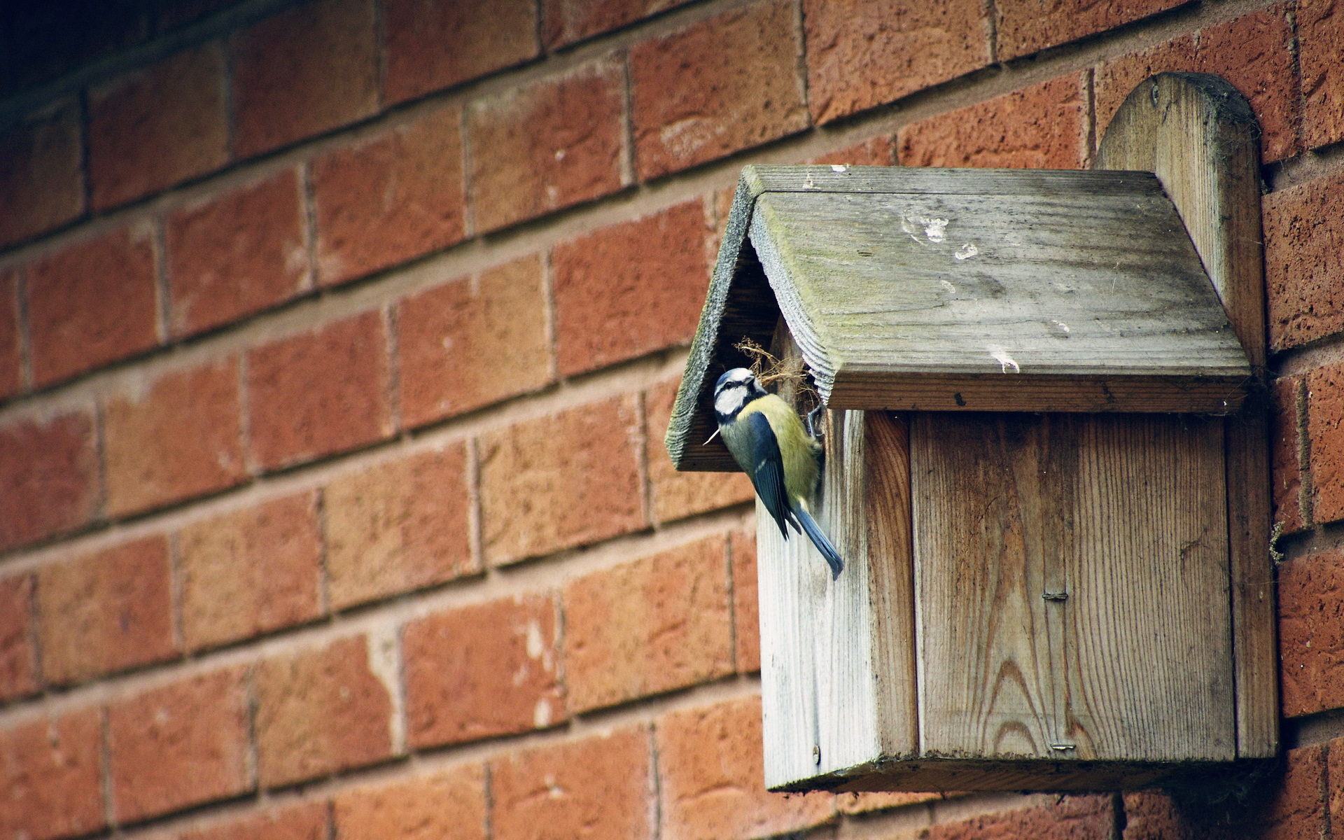 Baixe gratuitamente a imagem Animais, Aves, Pássaro na área de trabalho do seu PC