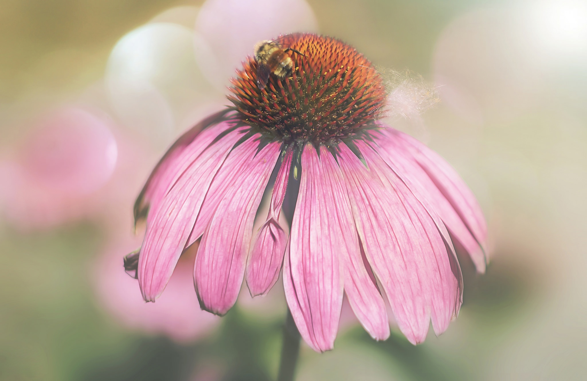 Free download wallpaper Insects, Flower, Macro, Insect, Bee, Animal, Bokeh, Pink Flower on your PC desktop