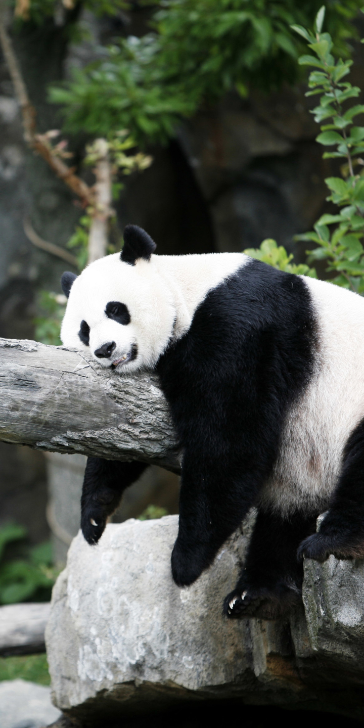 無料モバイル壁紙動物, パンダ, 睡眠をダウンロードします。