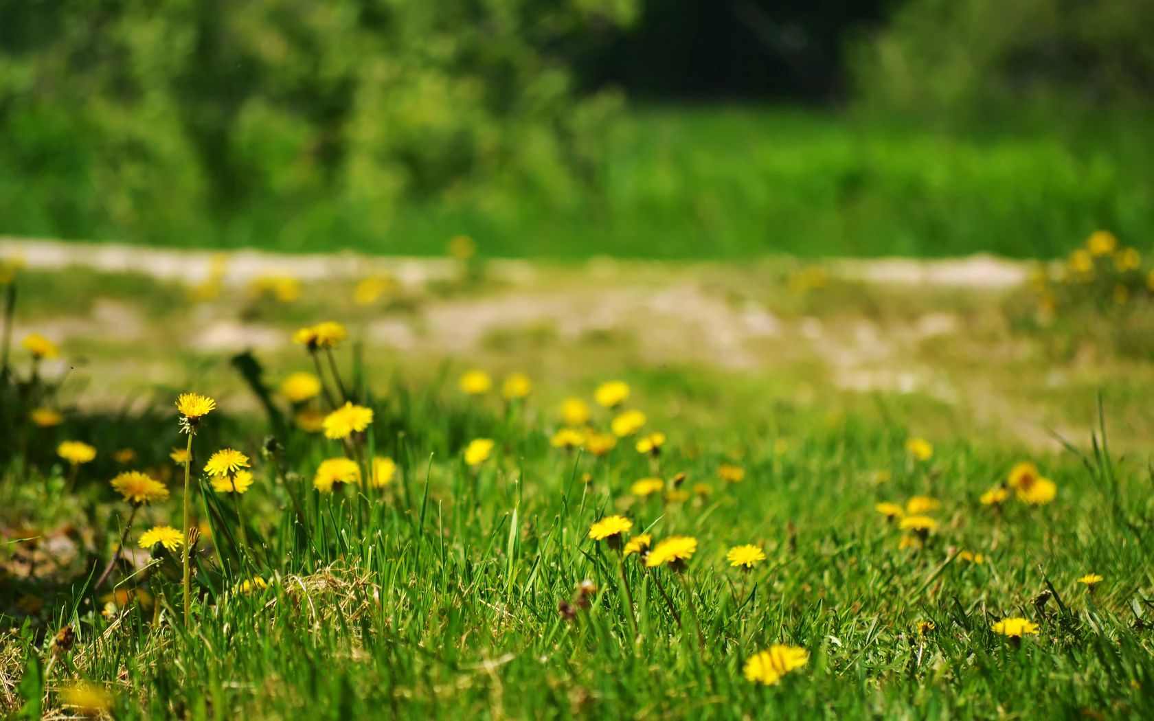 nature, grass, dandelions, yellow, polyana, glade Desktop Wallpaper