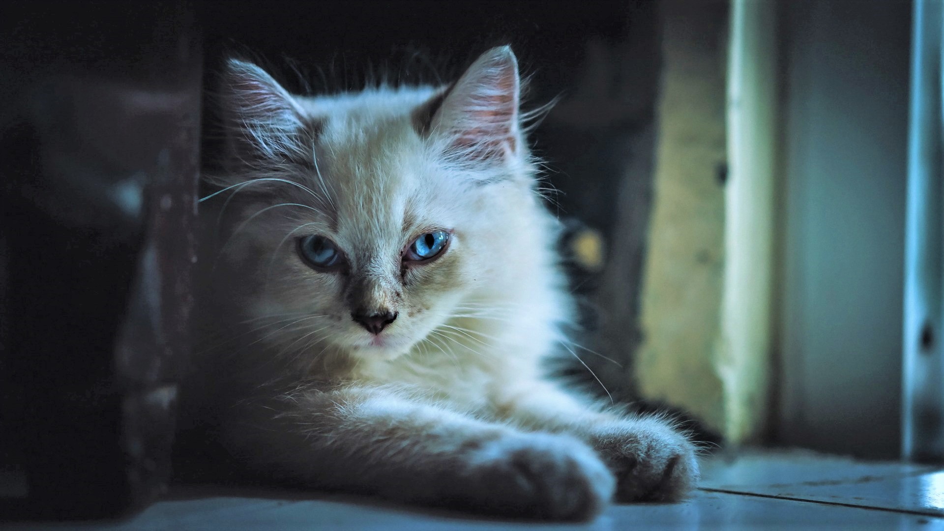 Скачати мобільні шпалери Кішка, Кошеня, Тварина, Милий, Коти, Блакитні Очі безкоштовно.