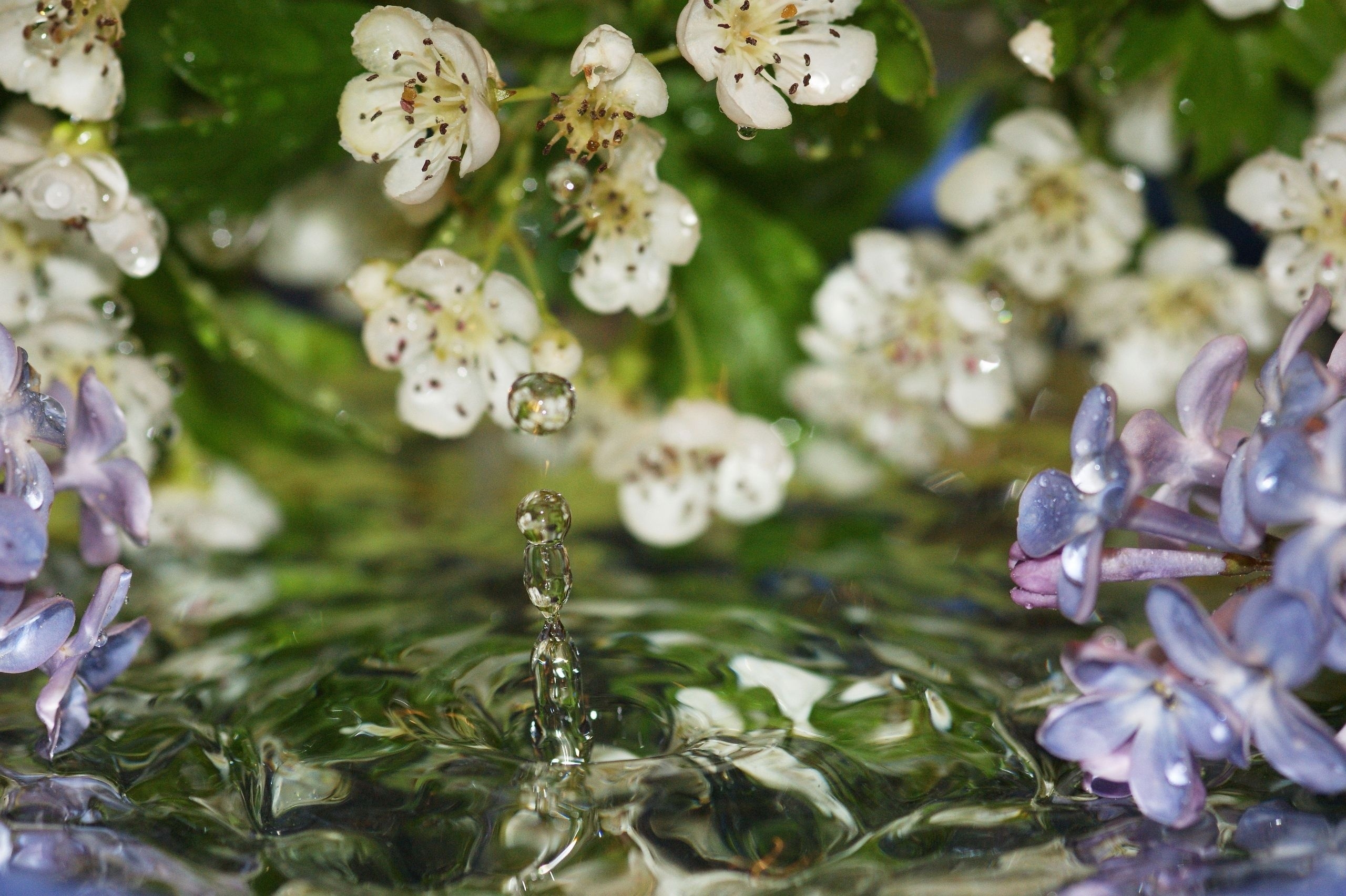 Download mobile wallpaper Drops, Macro, Lilac, Flowers, Water for free.