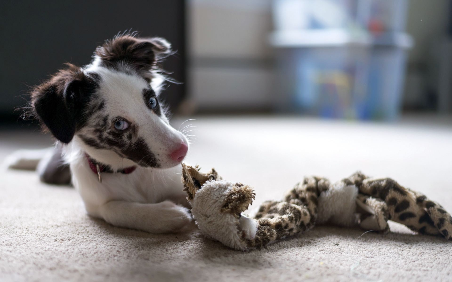 Téléchargez des papiers peints mobile Animaux, Chiens, Chien gratuitement.