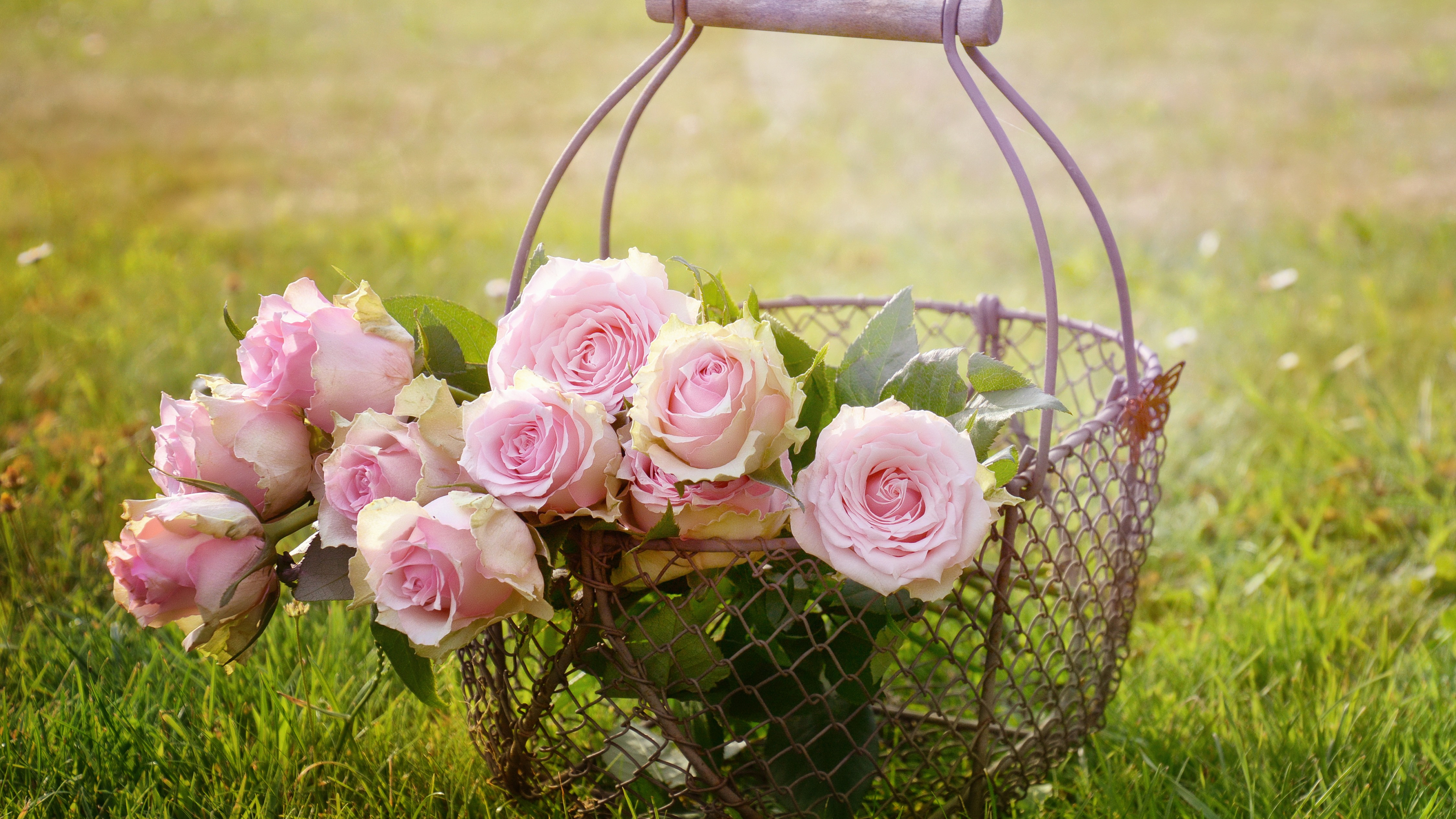 Handy-Wallpaper Blumen, Rose, Korb, Erde/natur, Pinke Rose kostenlos herunterladen.