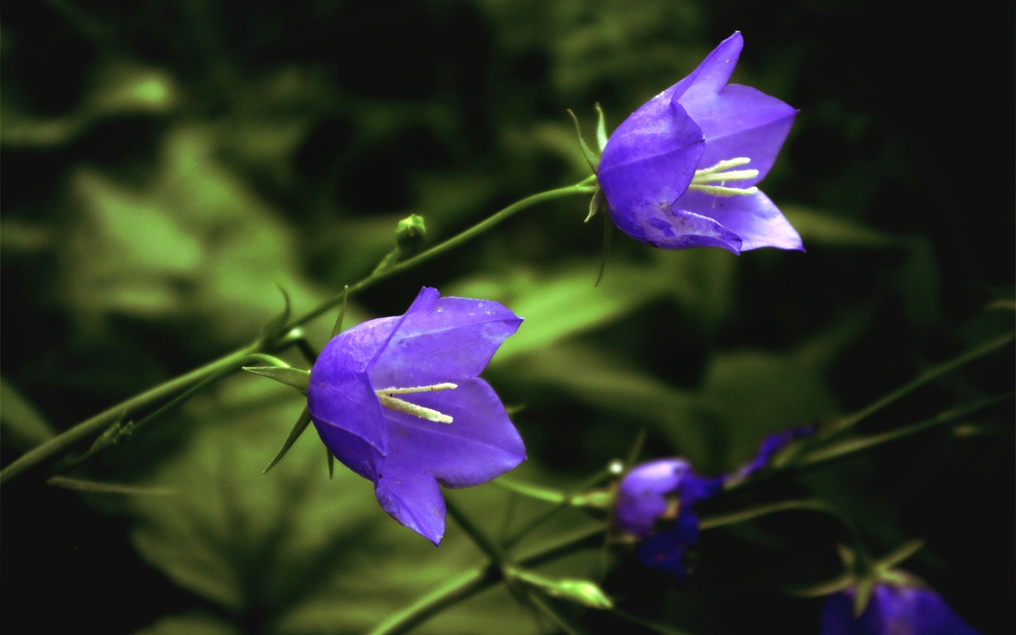 Laden Sie das Blumen, Blume, Erde/natur-Bild kostenlos auf Ihren PC-Desktop herunter