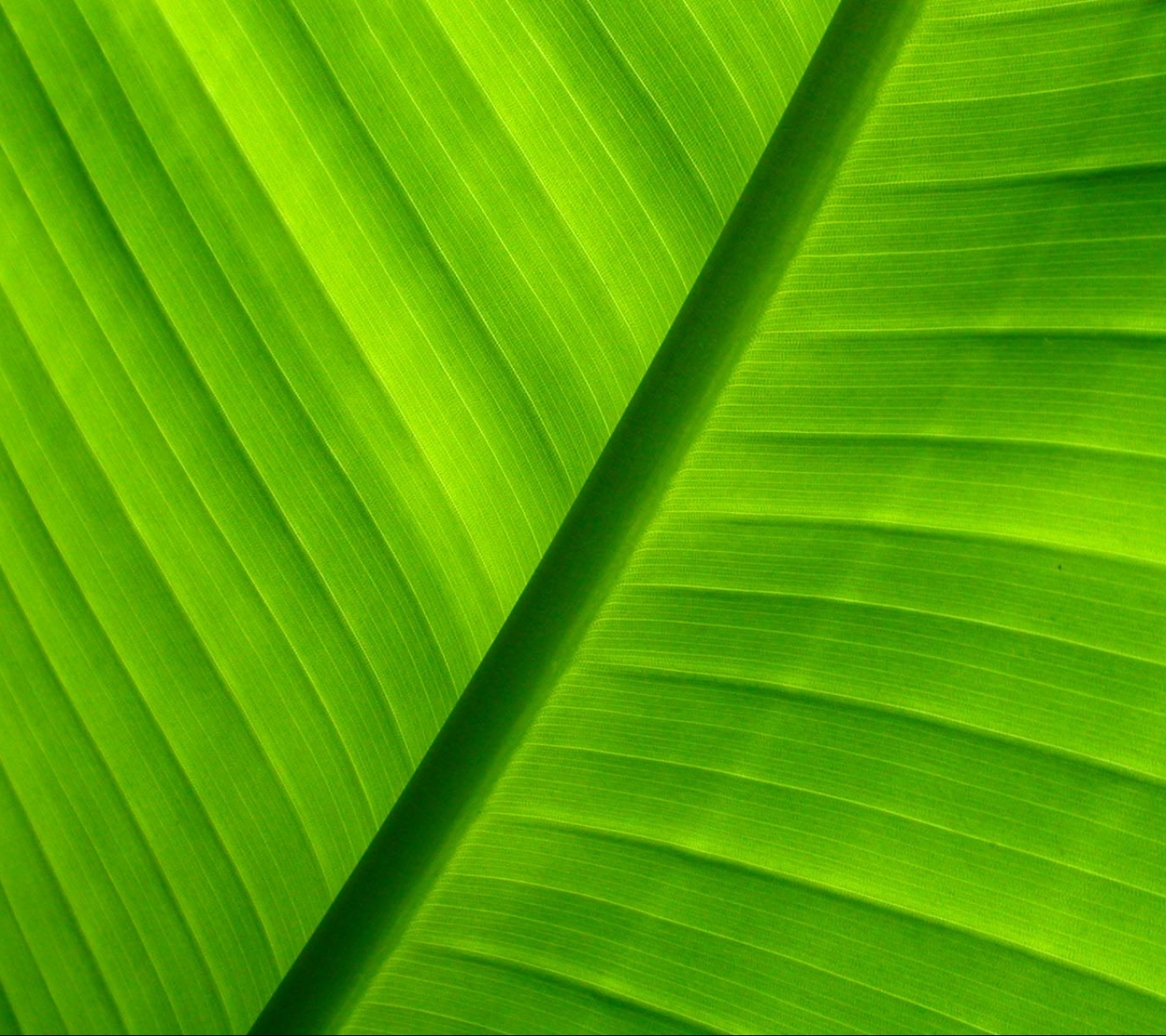 Free download wallpaper Plant, Macro, Close Up, Leaf, Earth on your PC desktop