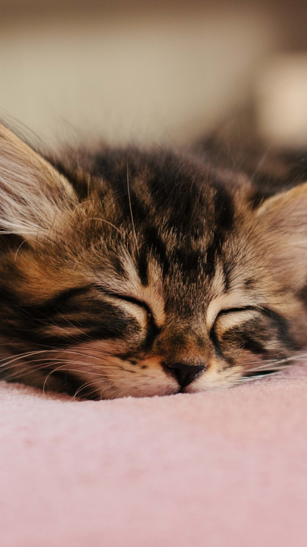 無料モバイル壁紙動物, ネコ, 猫, 子猫, 睡眠, 赤ちゃん動物をダウンロードします。