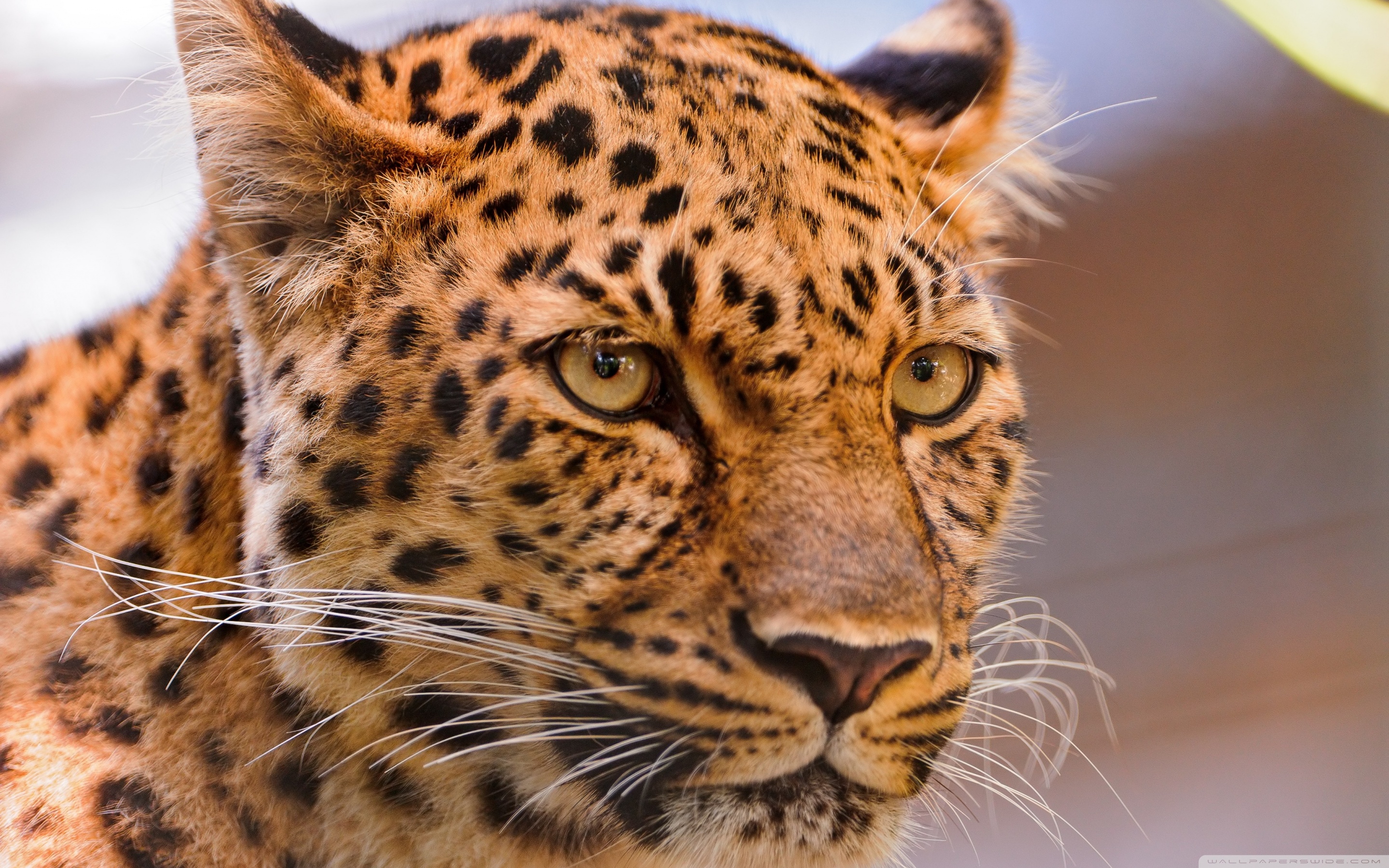 Panoramic Wallpapers Leopard 